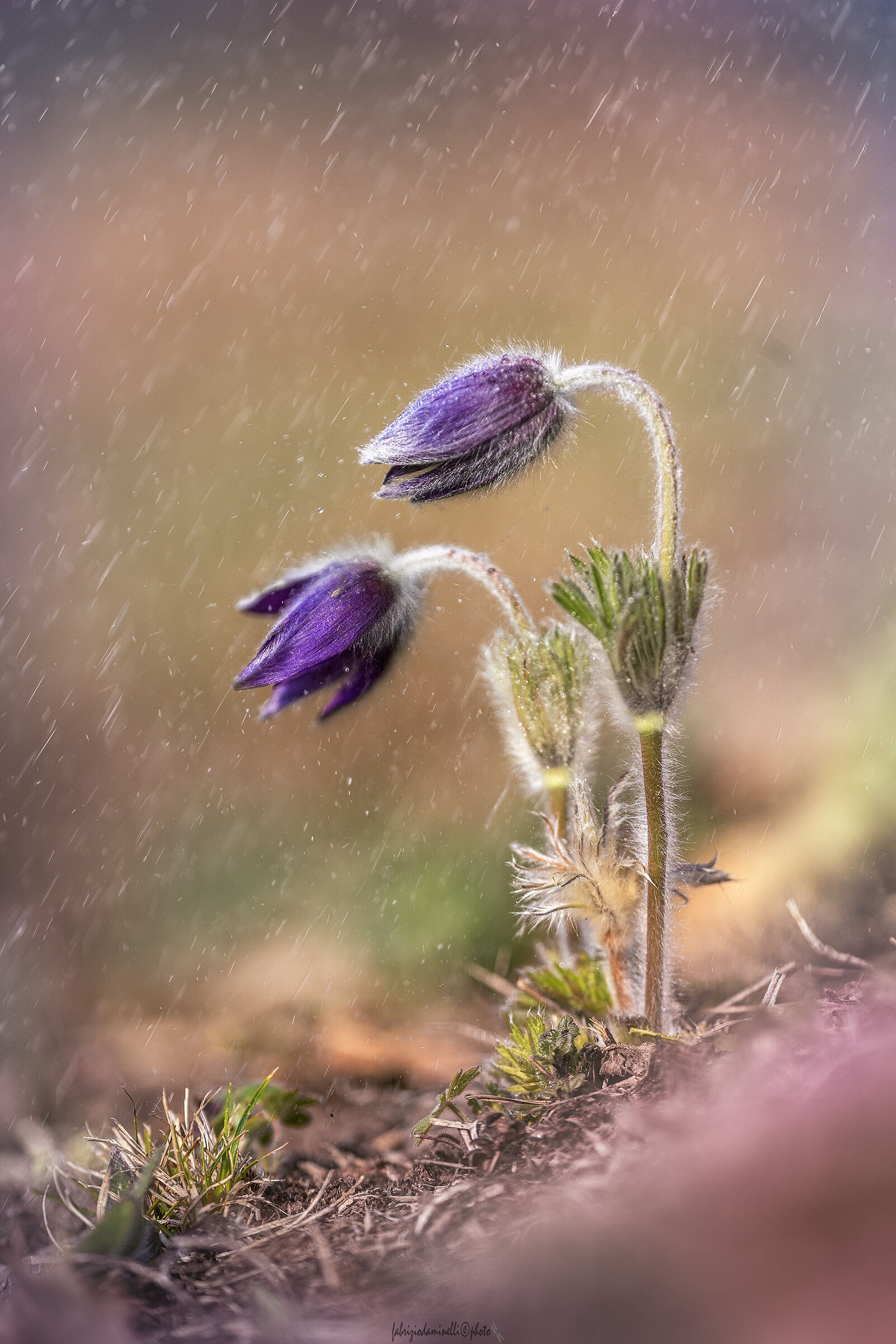 Pulsatilla montana