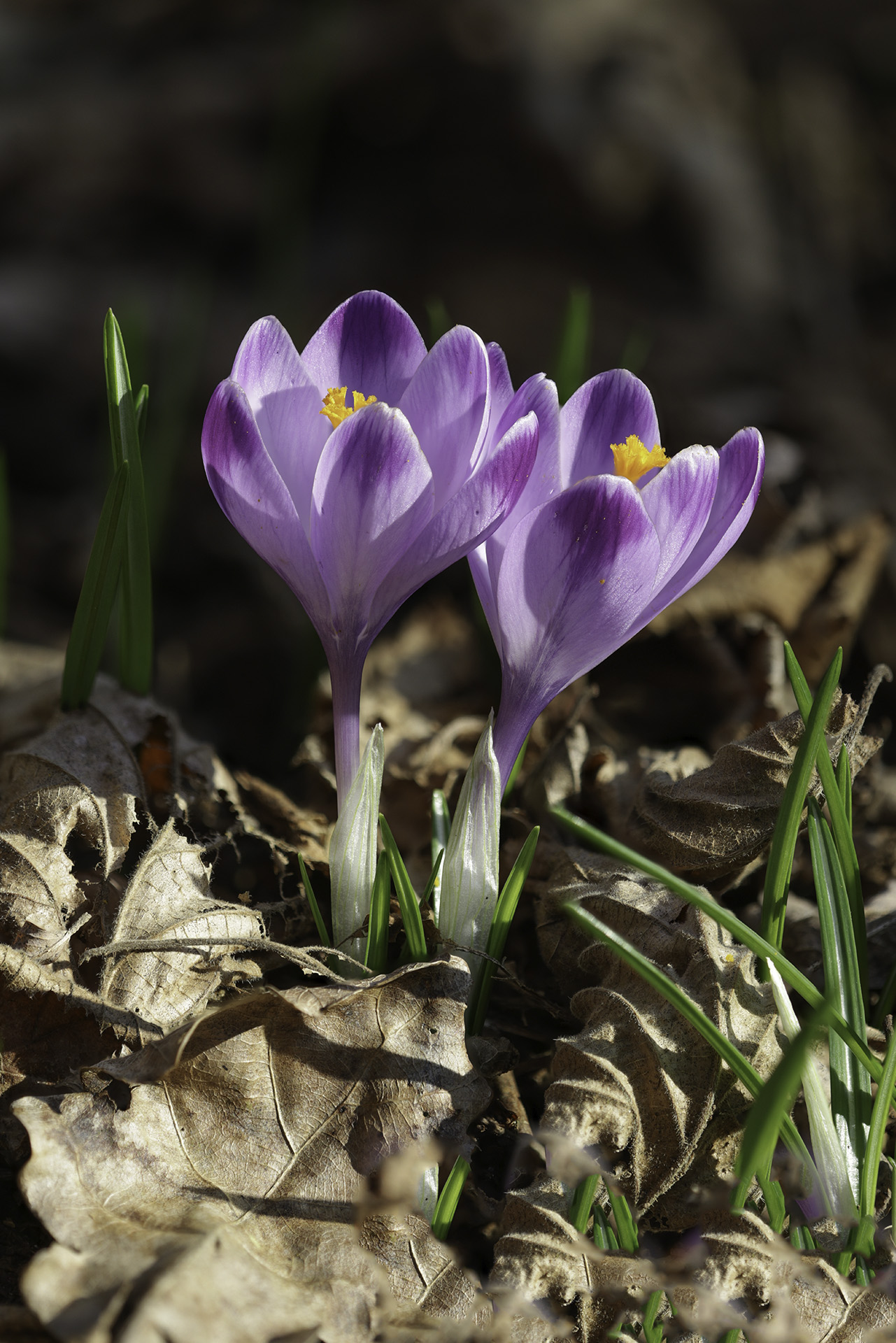 Crocus heufellianus