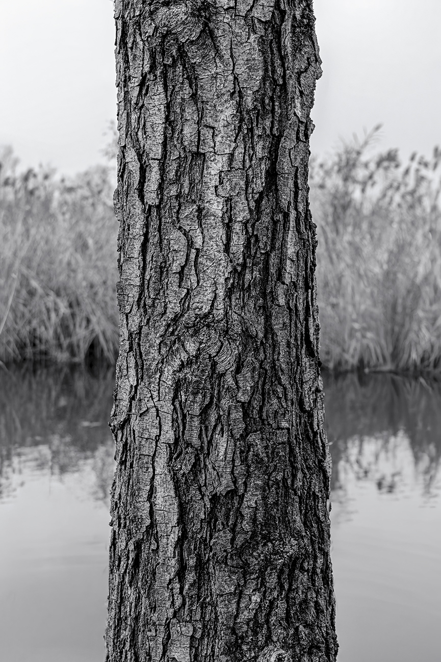 Alder trunk
