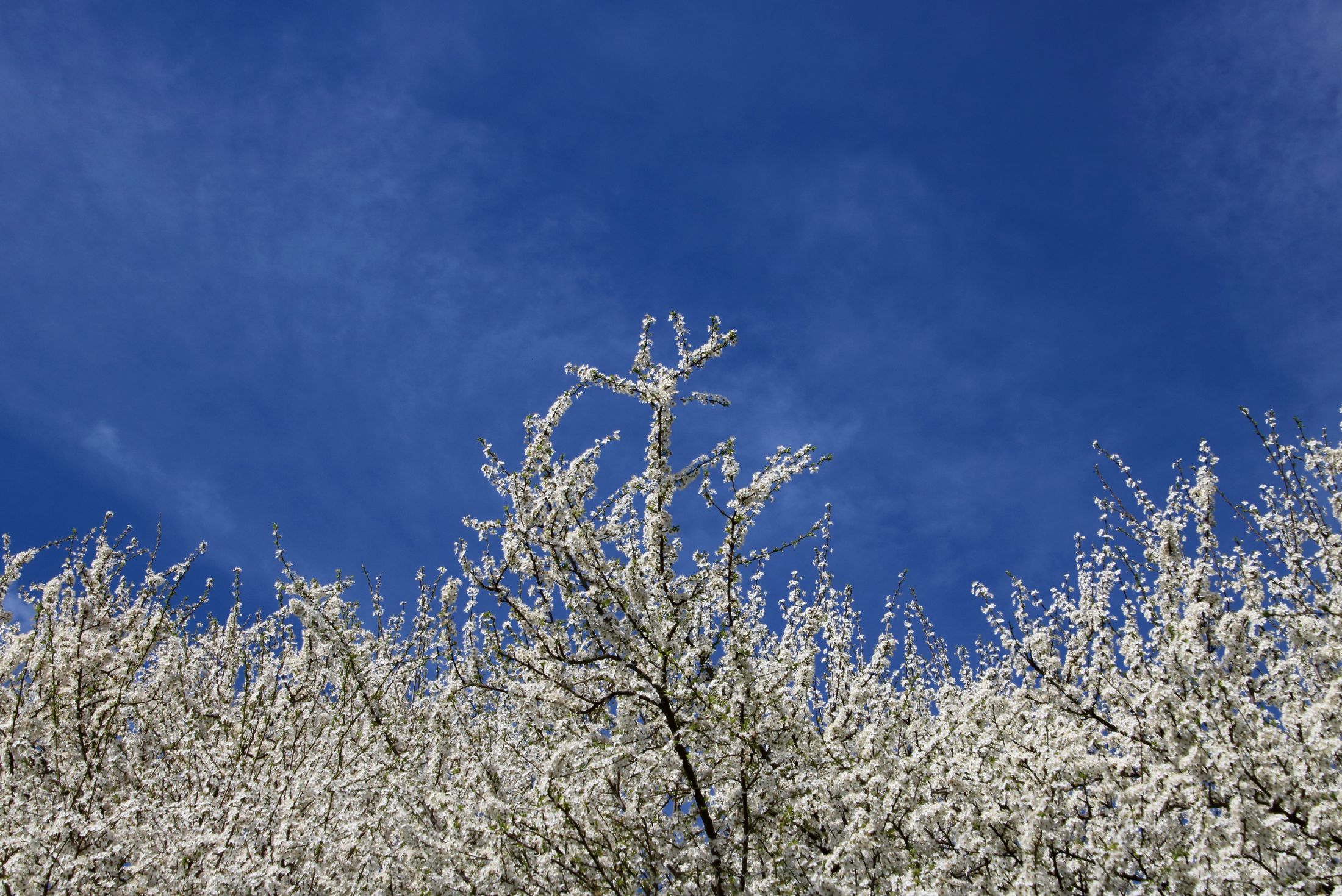 I cieli di marzo