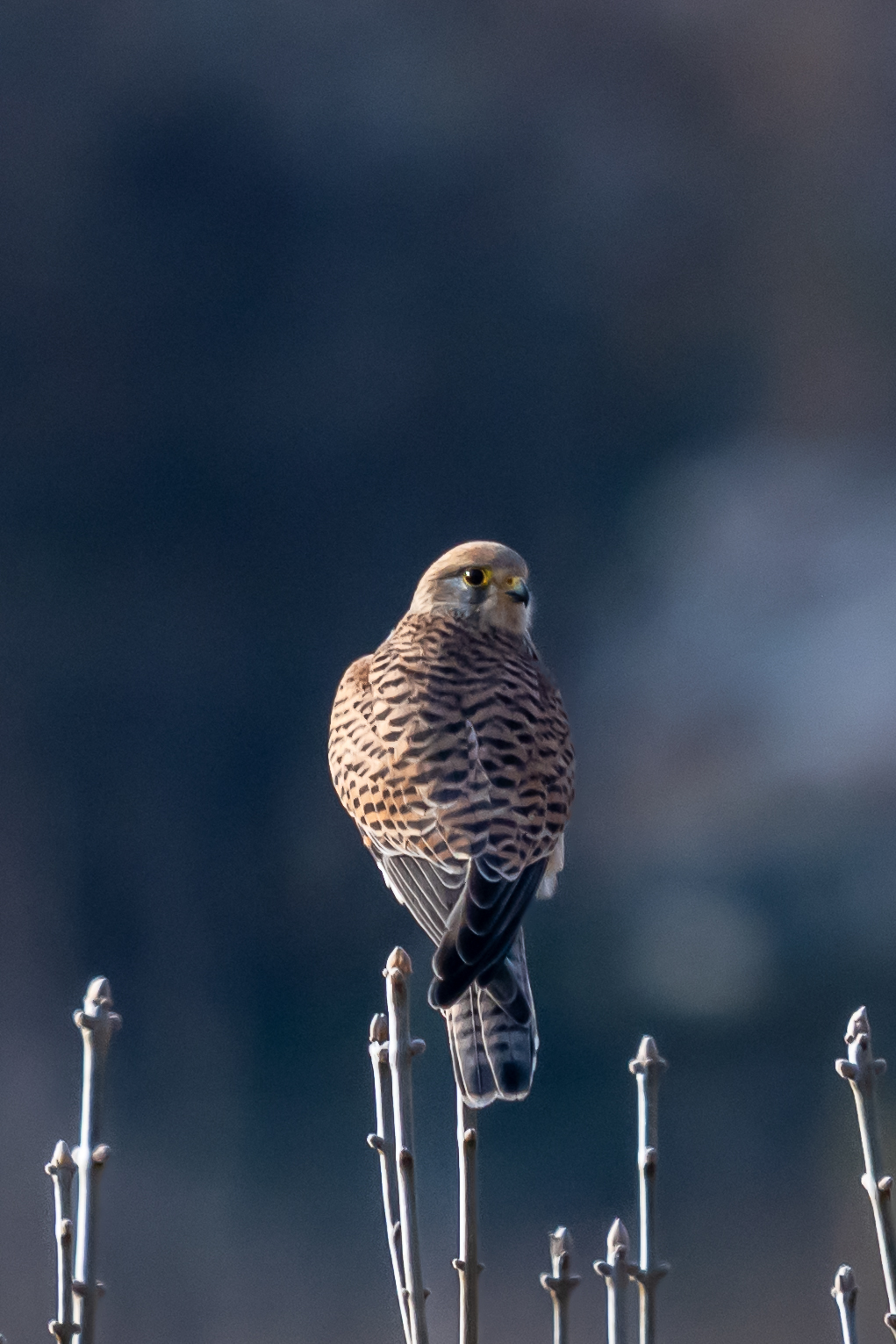 Falcon