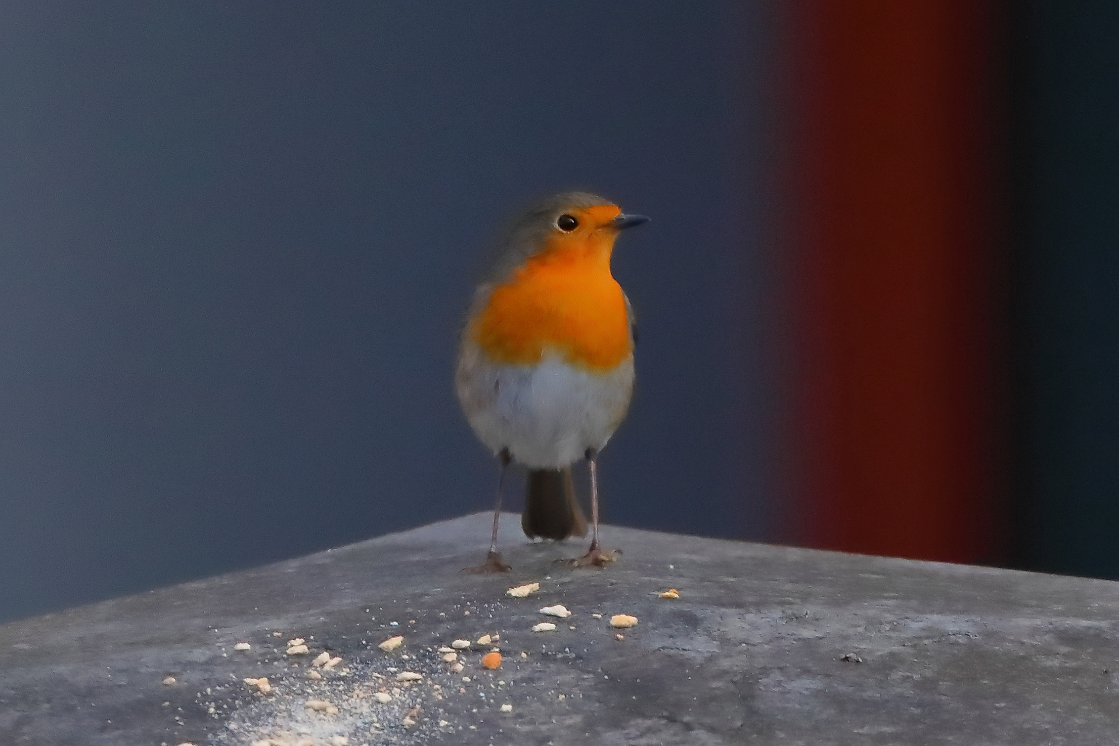 Robin January 29, 2026