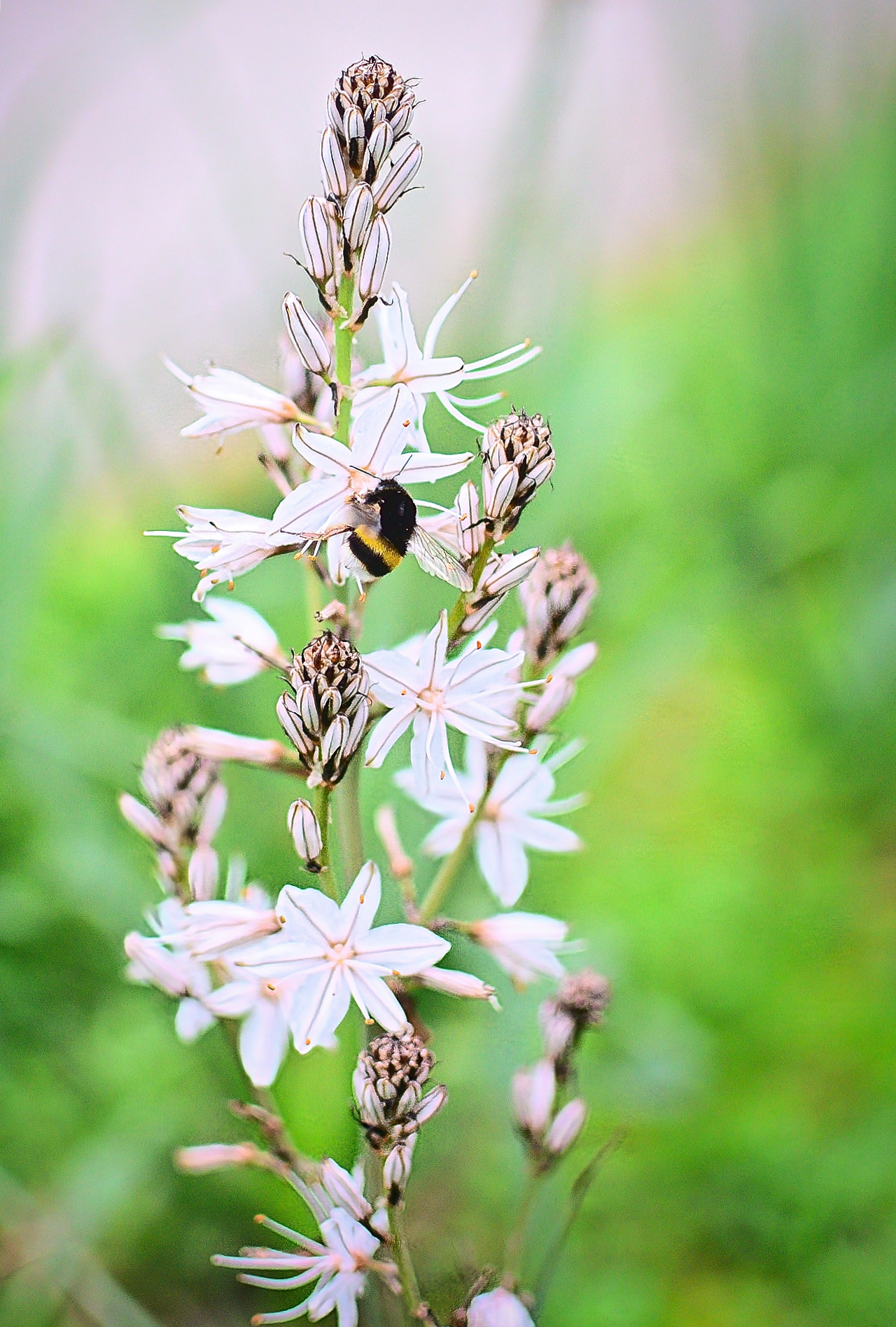 Asphodel