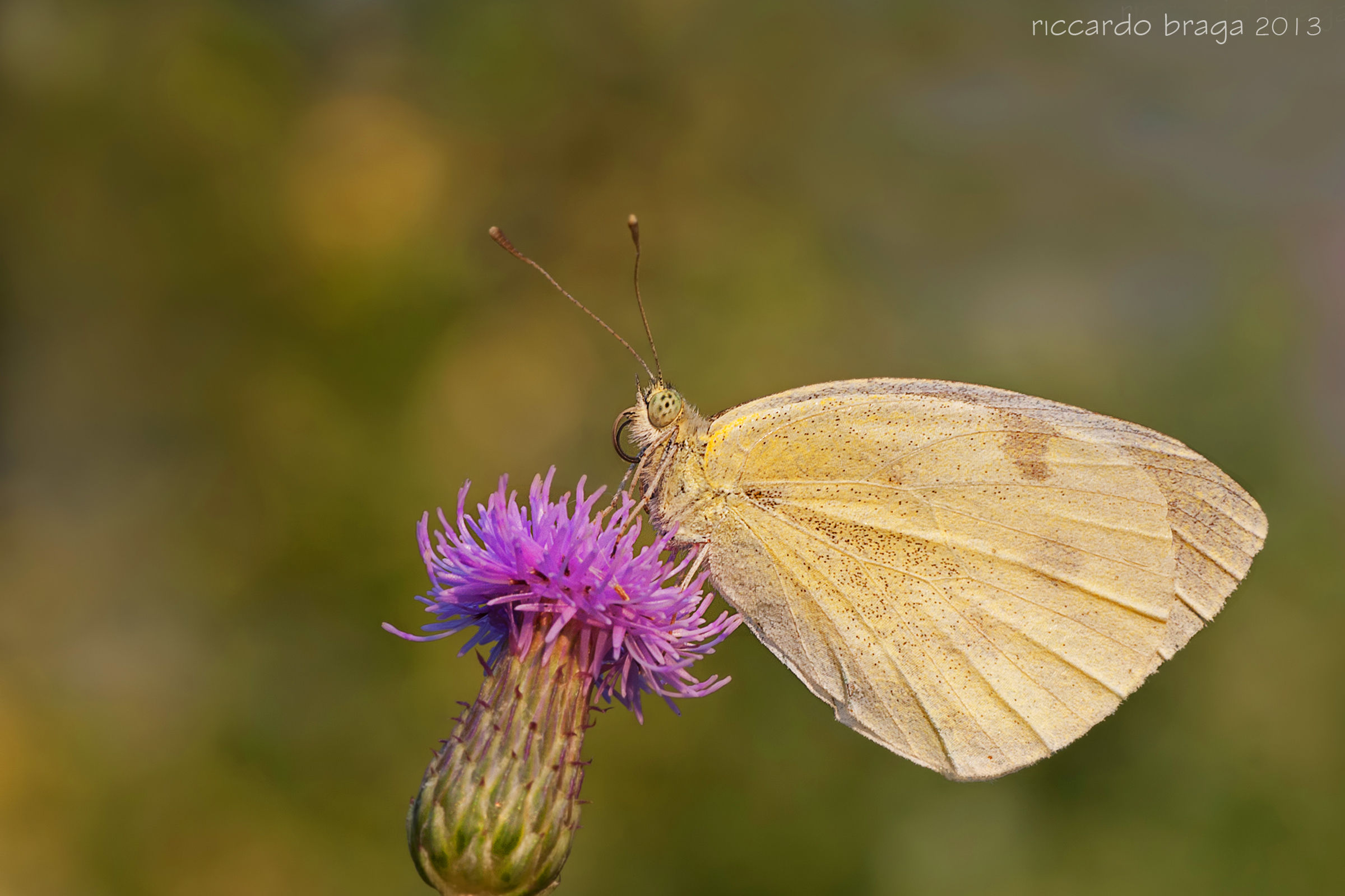 Pieris brassicae
