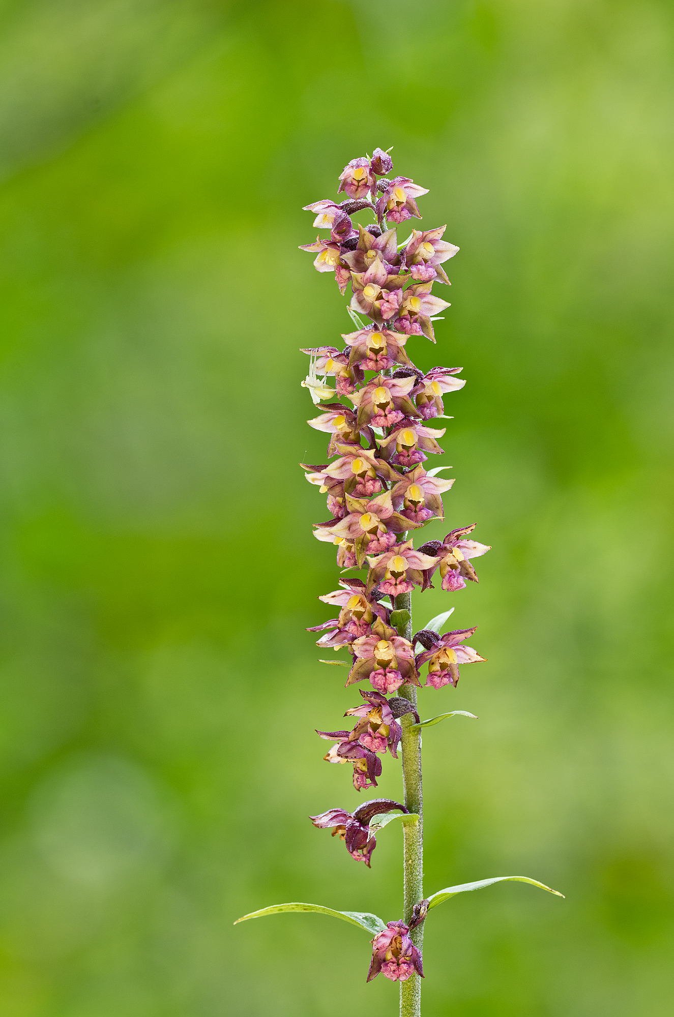 Epipactis atrorubens (Hoffm.) Besser, 1809 - Orchidacea