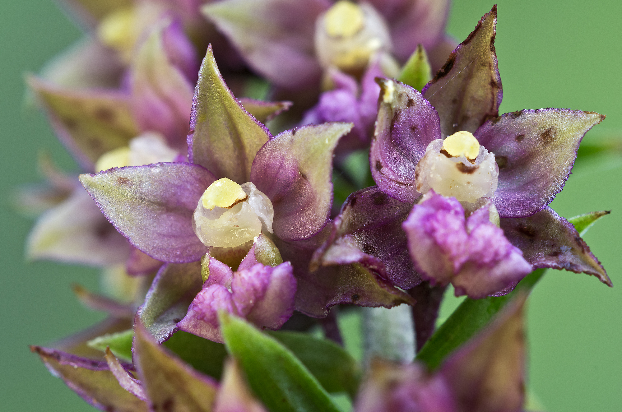 Epipactis atrorubens (Hoffm.) Besser, 1809 - Orchidacea