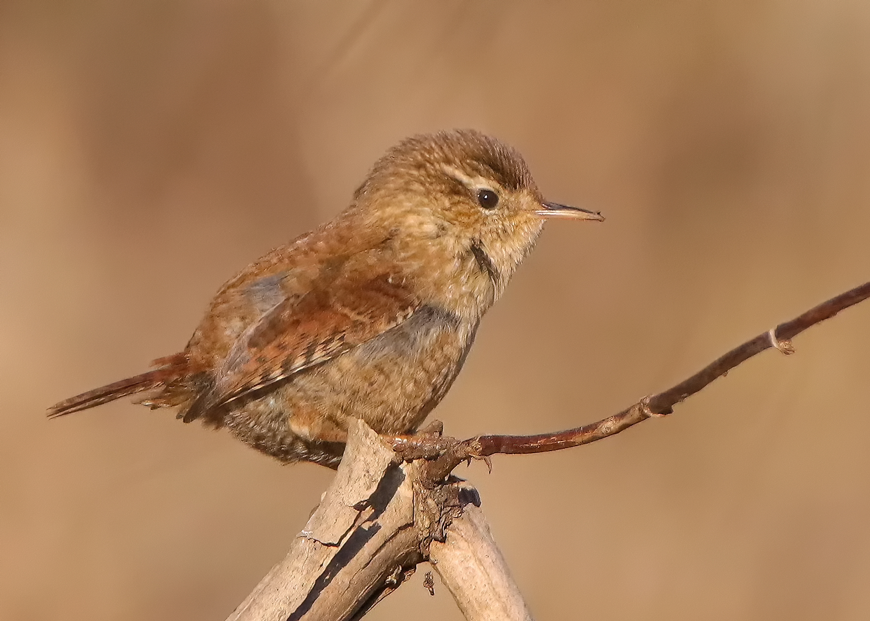 Wren (Troglodytes troglodytes) after rain