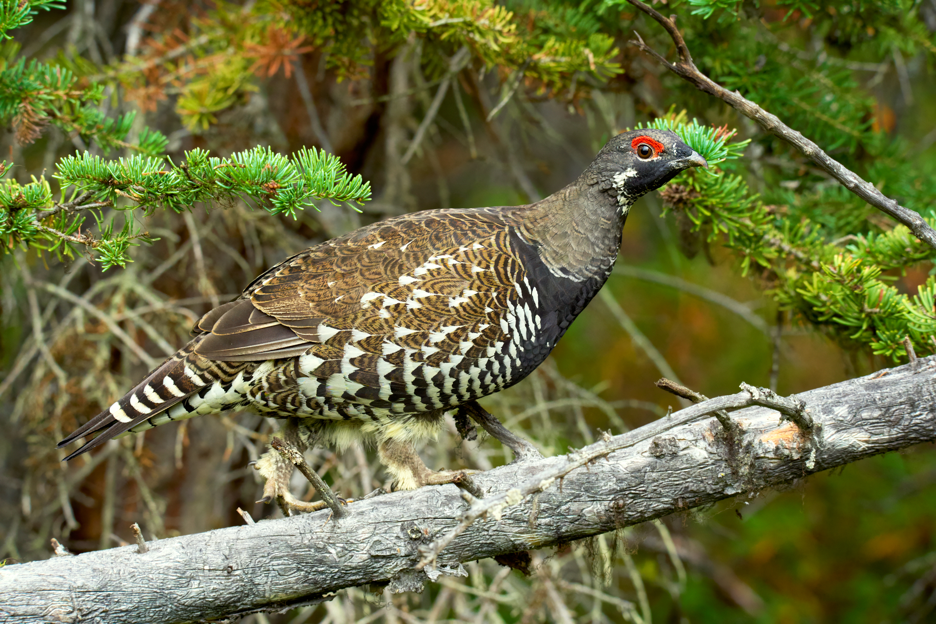 Canadian Black Grouse I