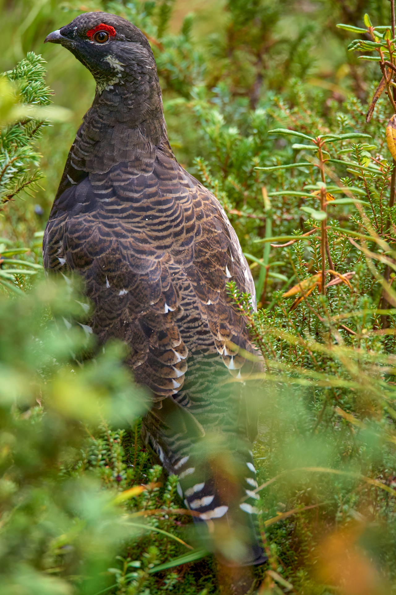 Canadian Black Grouse III