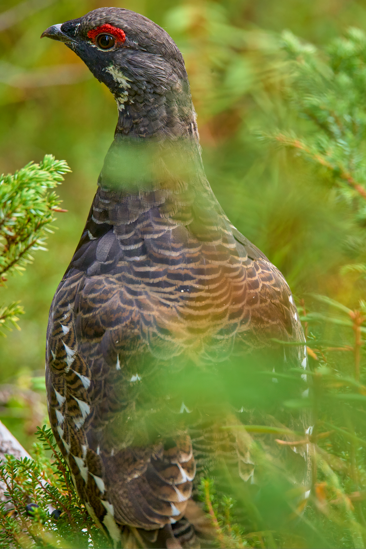 Canadian Black Grouse IV