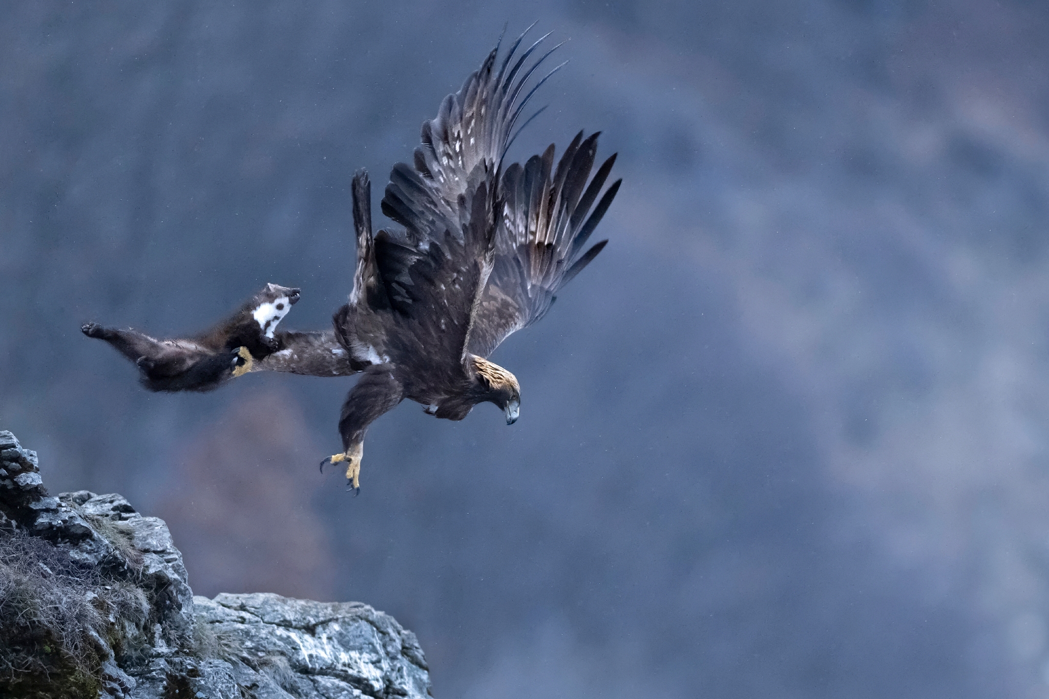 Golden eagle with Stone marten