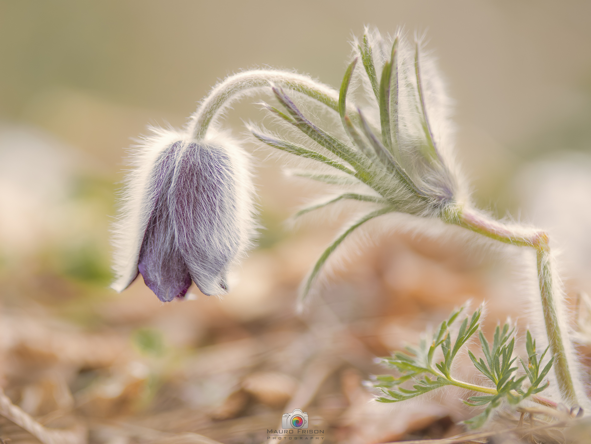 Pulsatilla Montana