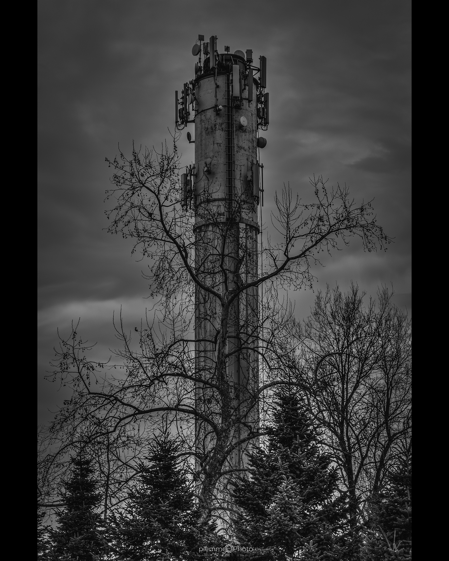 acquedotto ed albero