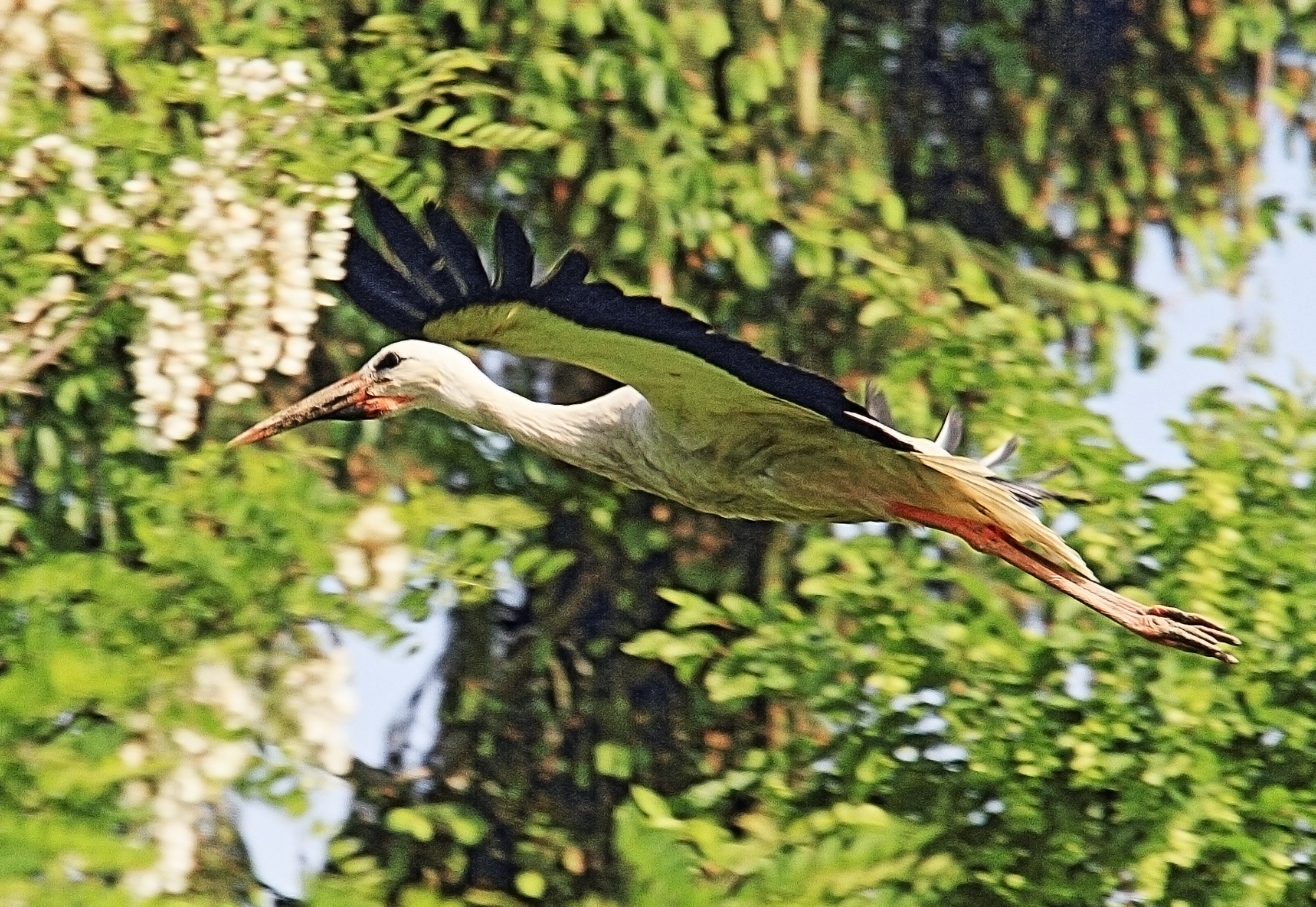 Stork