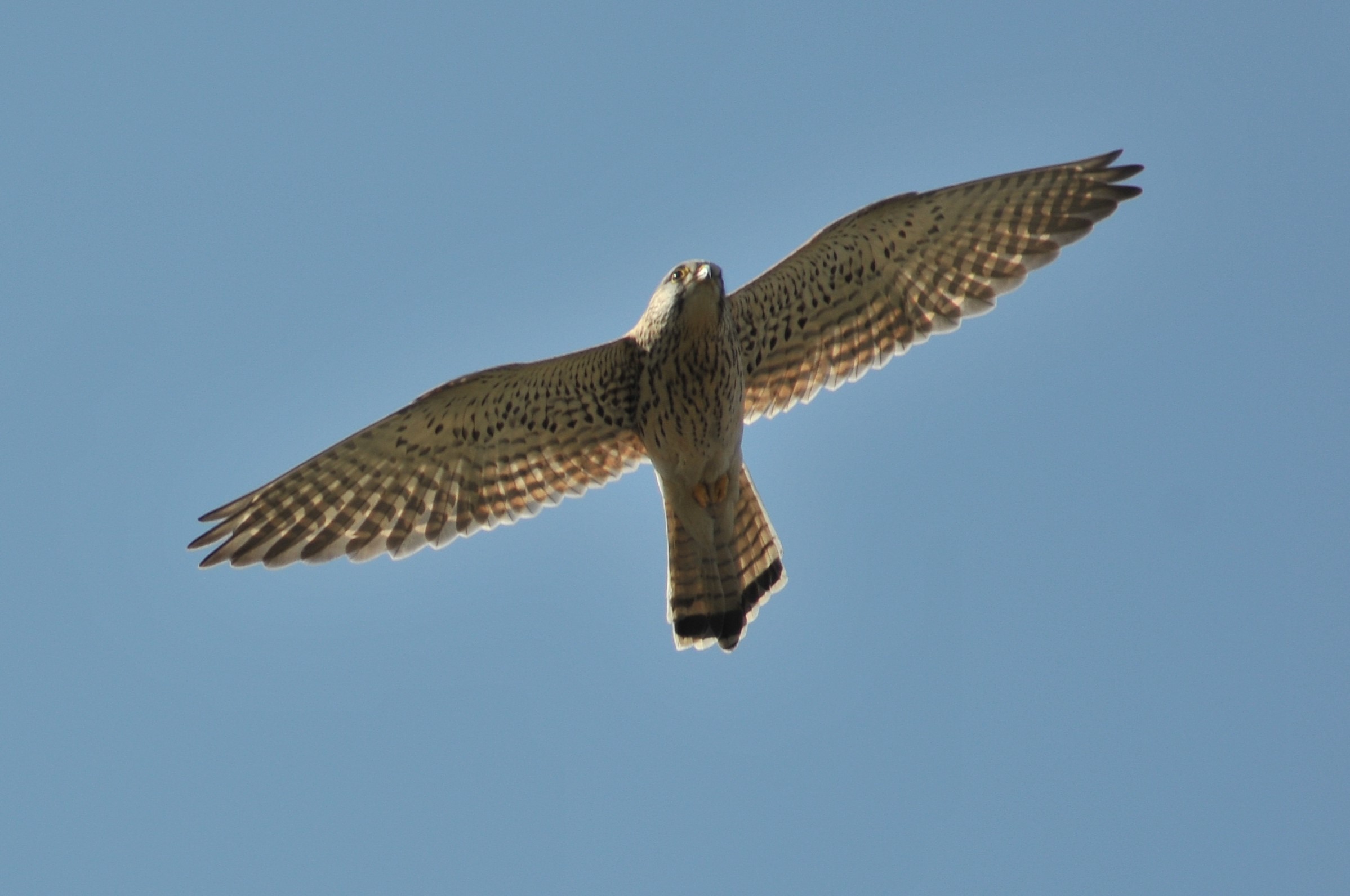 Kestrel