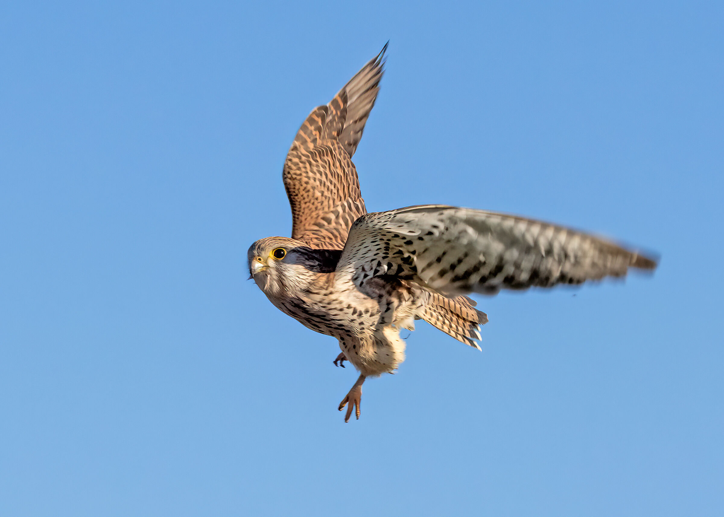 Kestrel