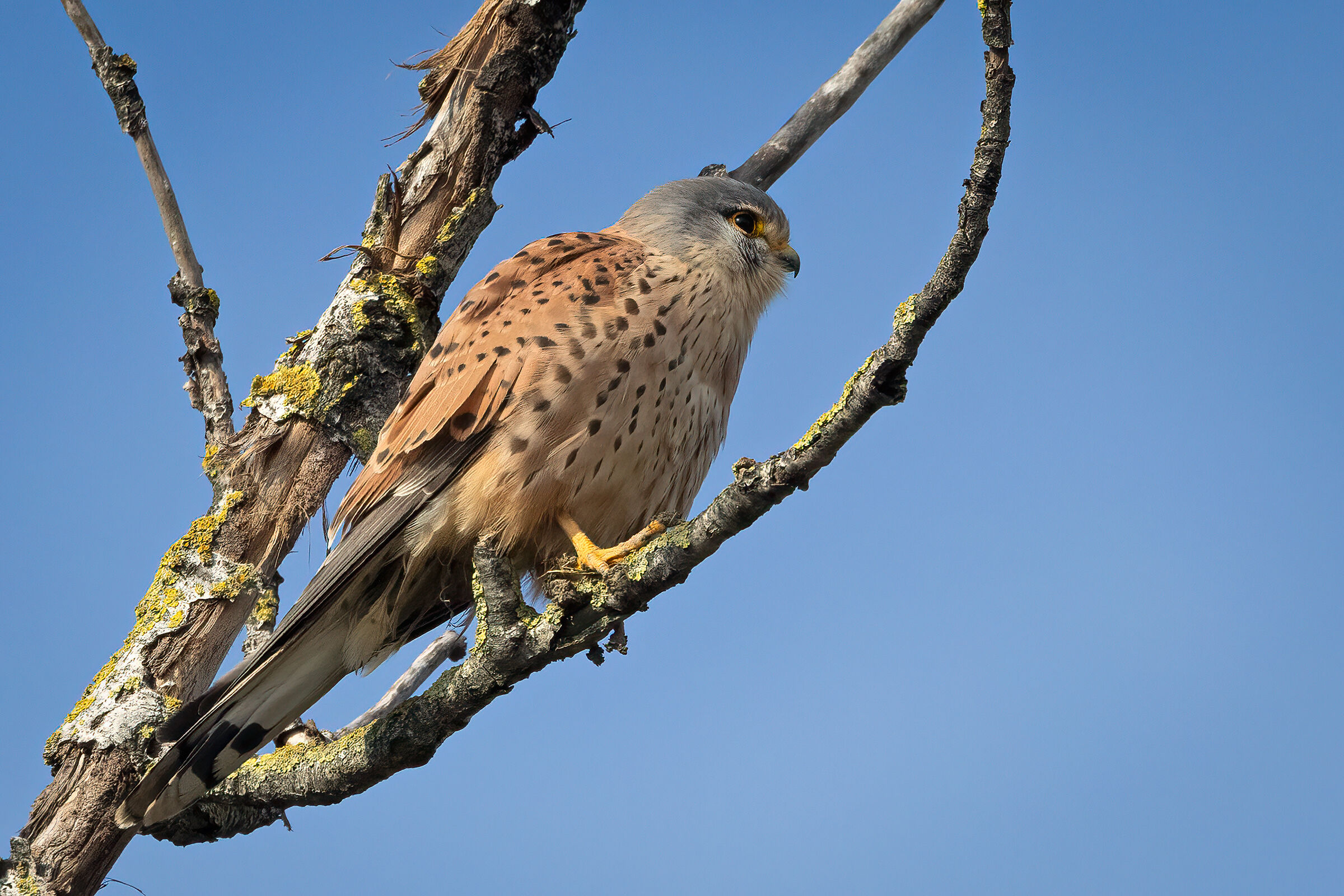 Kestrel
