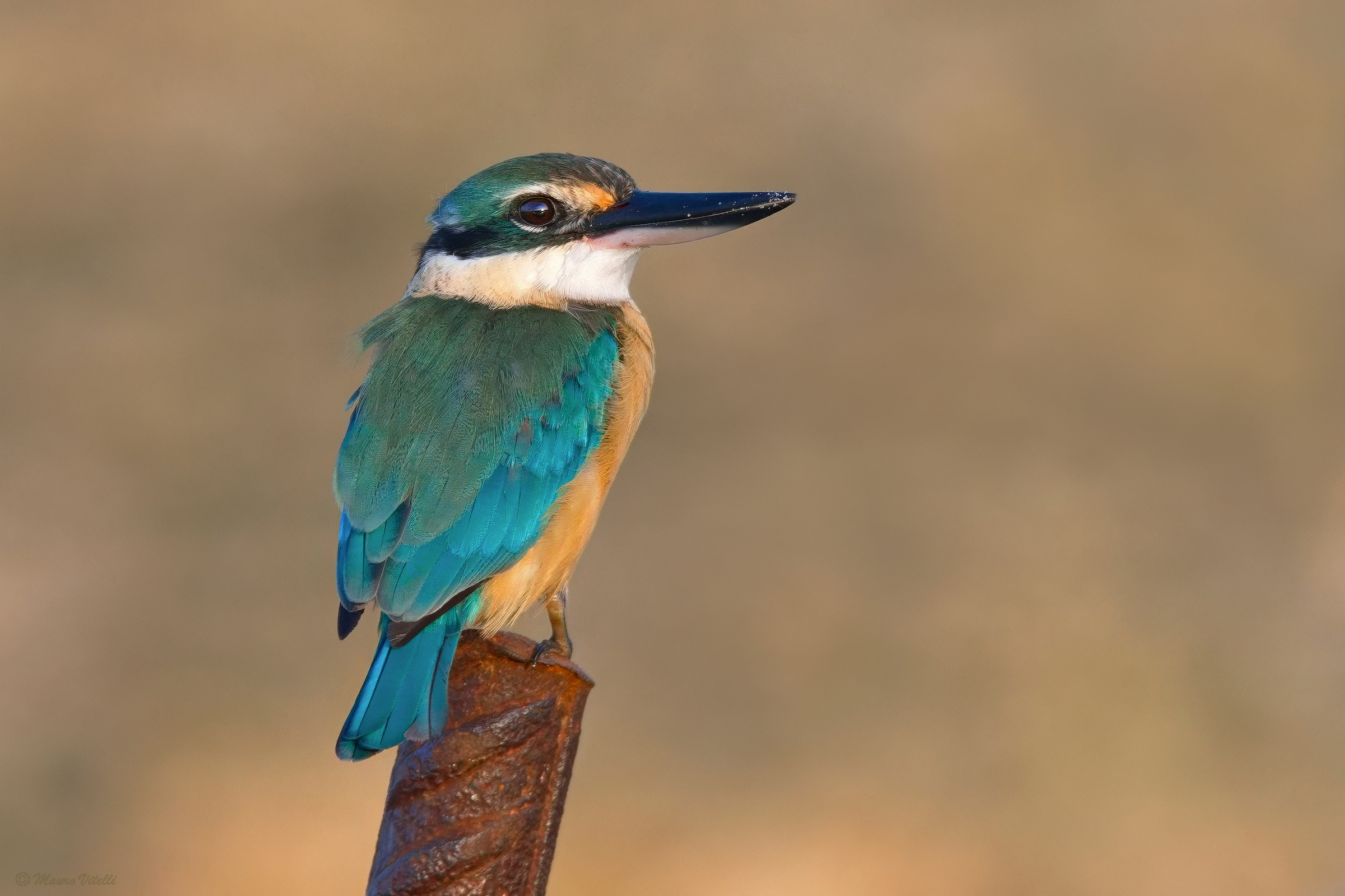 Holy Kingfisher (Todiramphus sanctus)