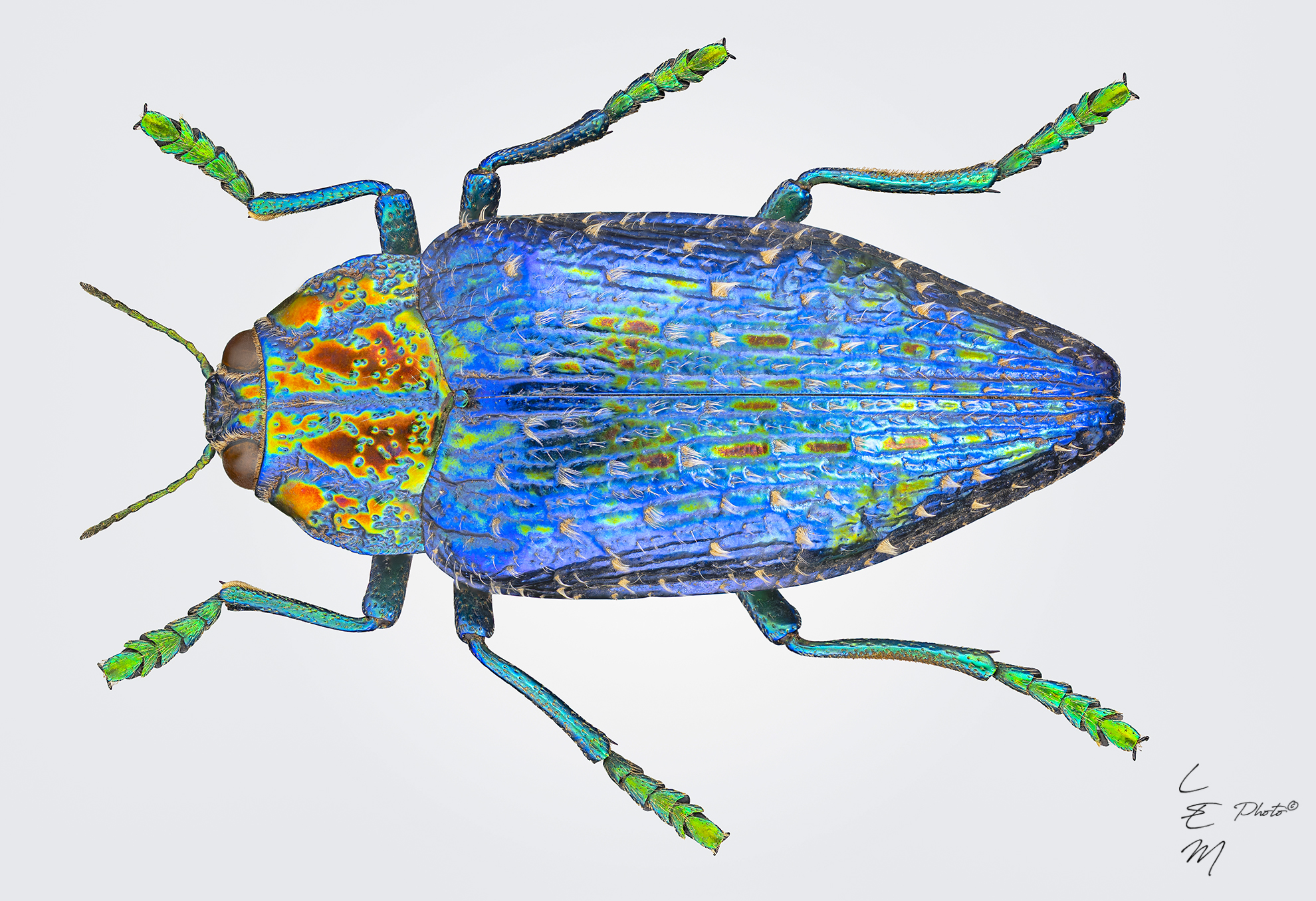 Polibothris sumptuosa gema (Klug, 1833)