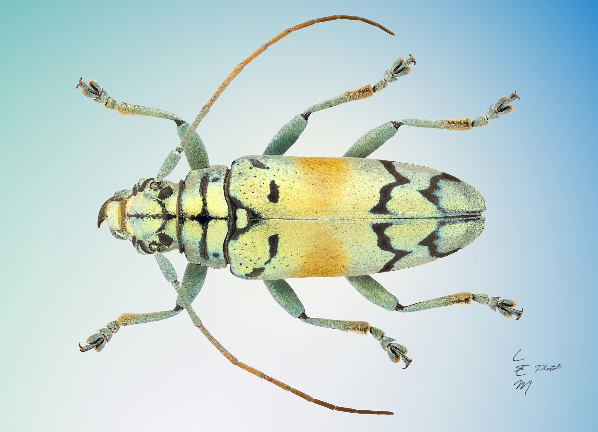 Sulawesiella rafaelae (Lansberge, 1885)