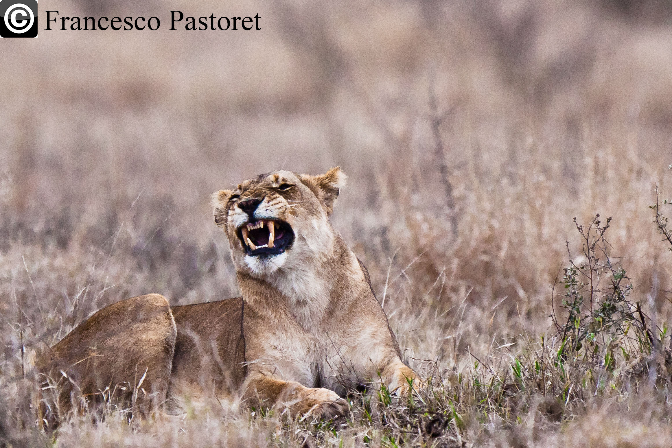 Show me that you're a predator