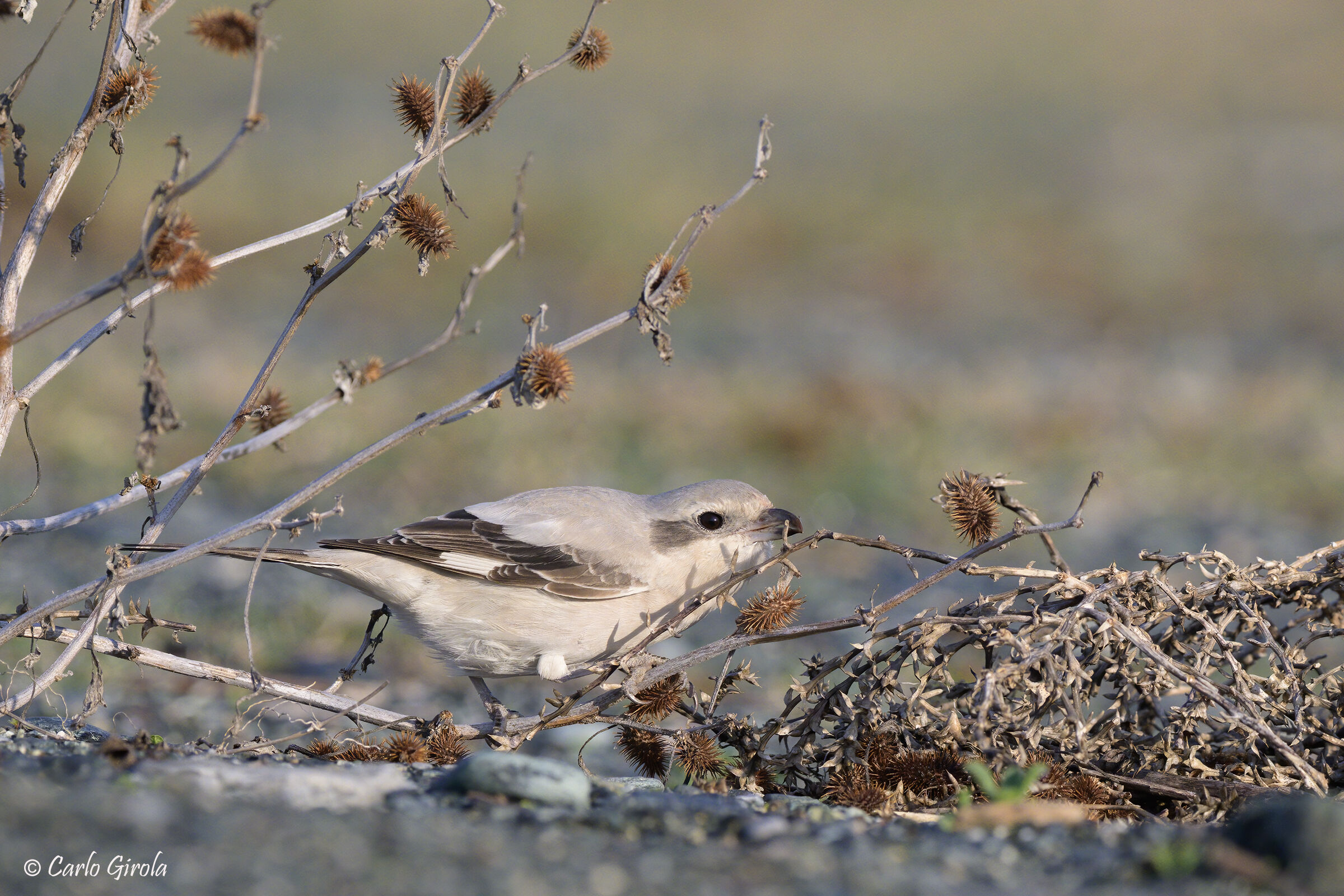 Averla maggiore beccopallido (Lanius excubitor pallidir