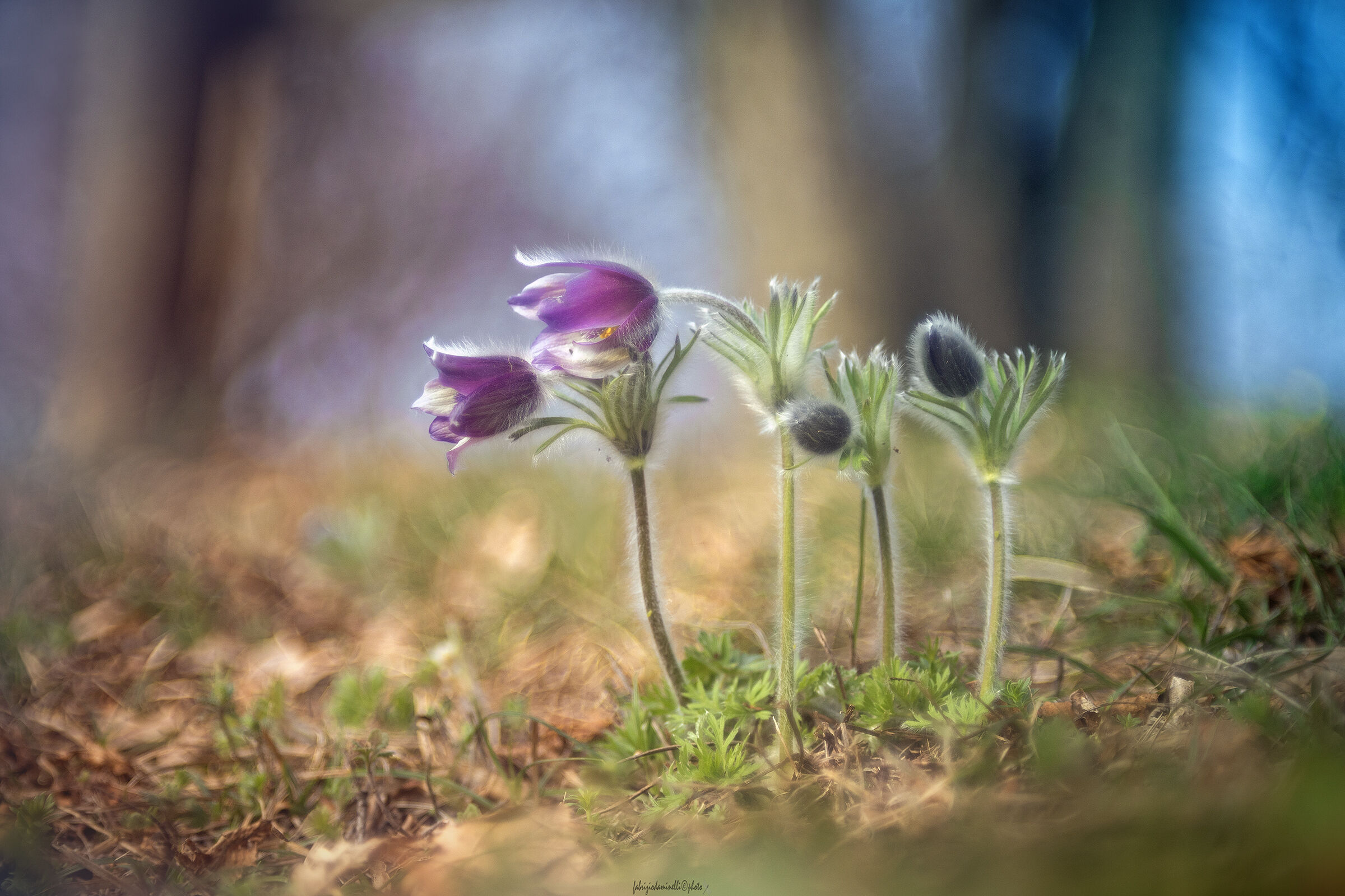 Pulsatilla montana