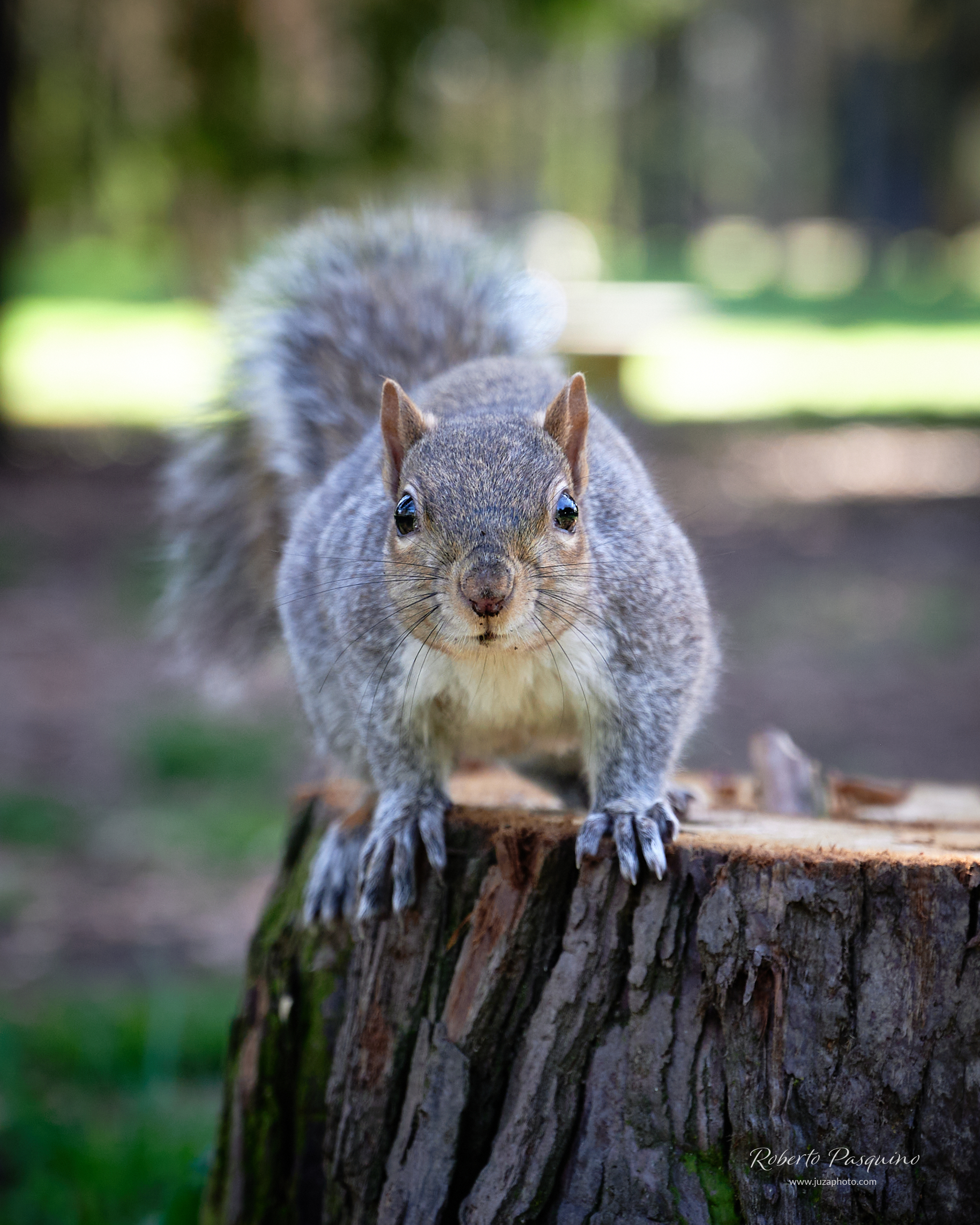 Squirrel