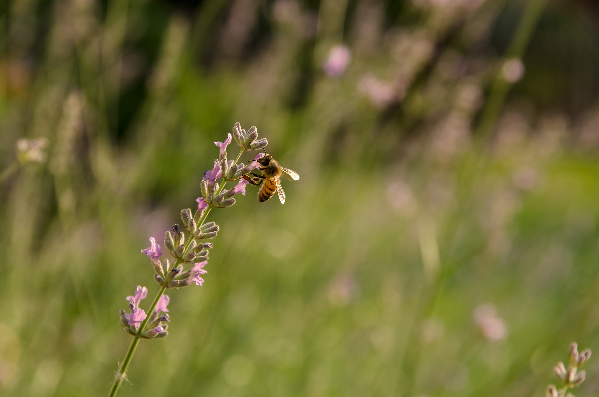 The bee and lavender
