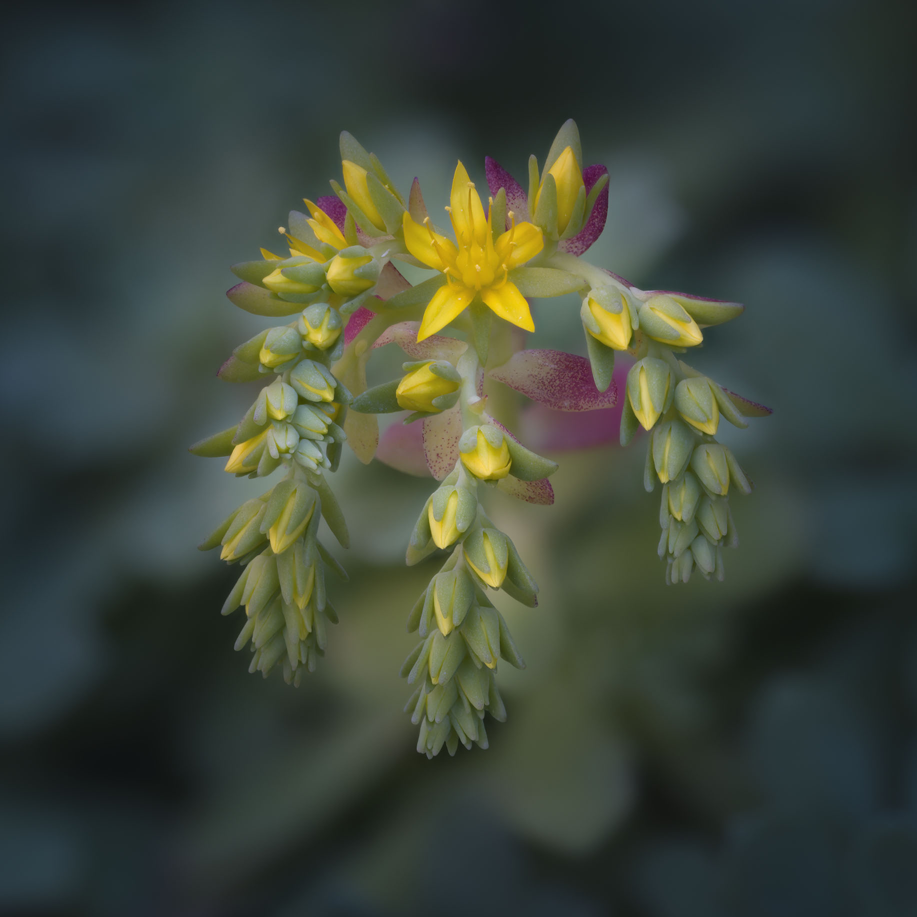 Sedum