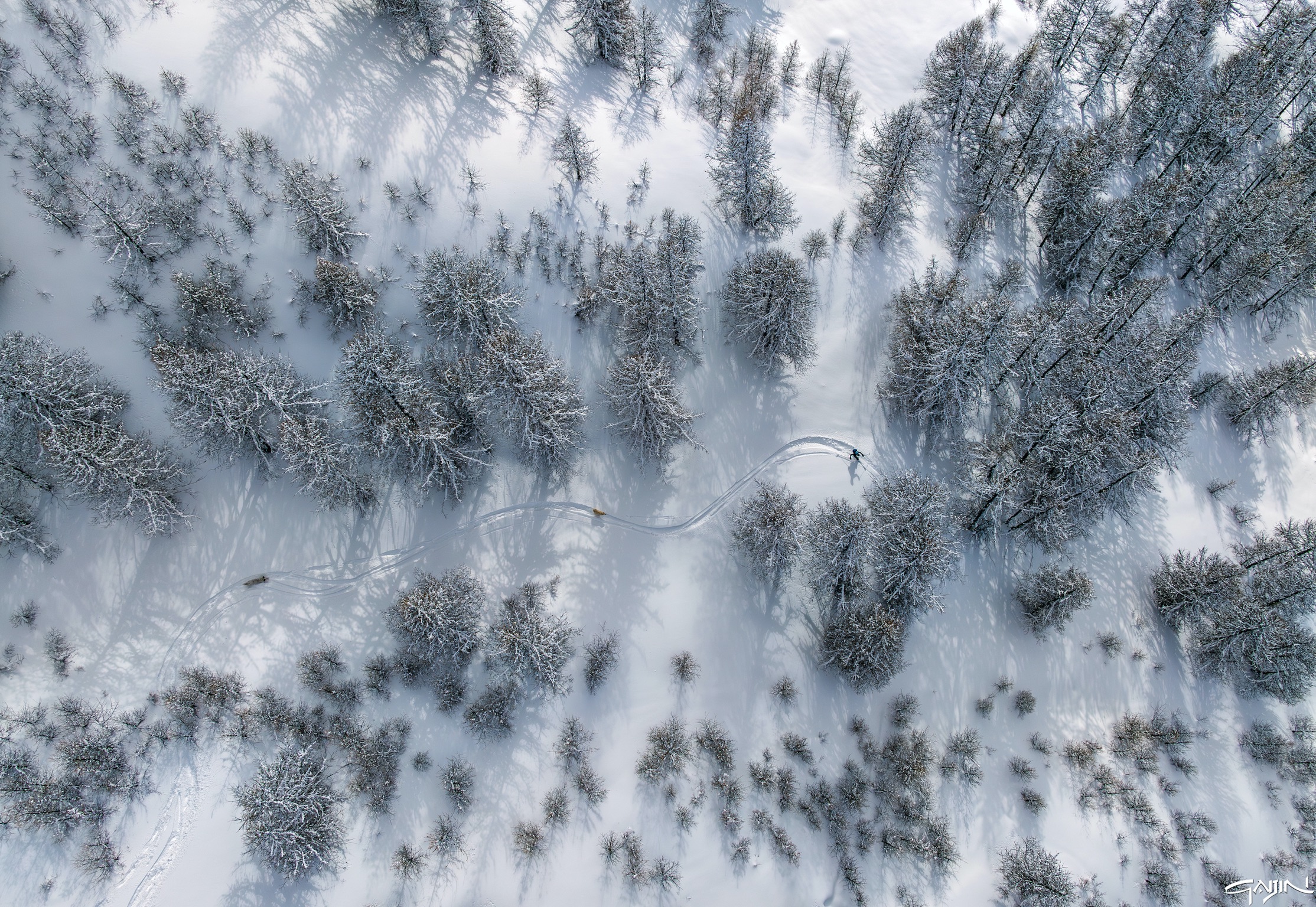 Sciando nel bosco incantato