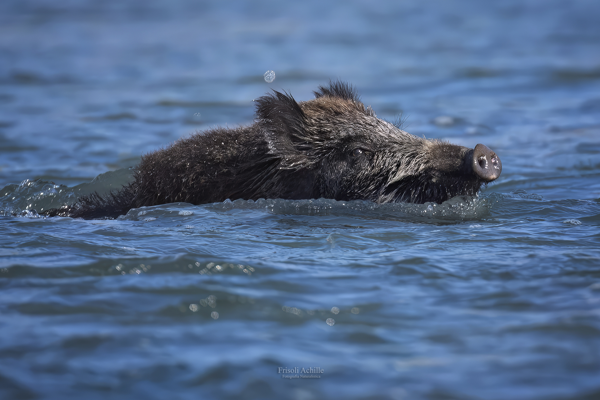 Wild boar