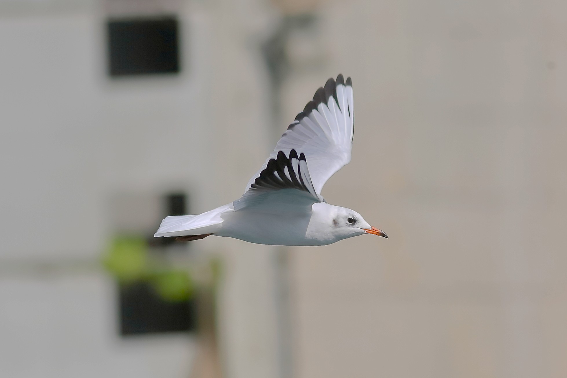 Seagull C September 25, 2025 - 0065
