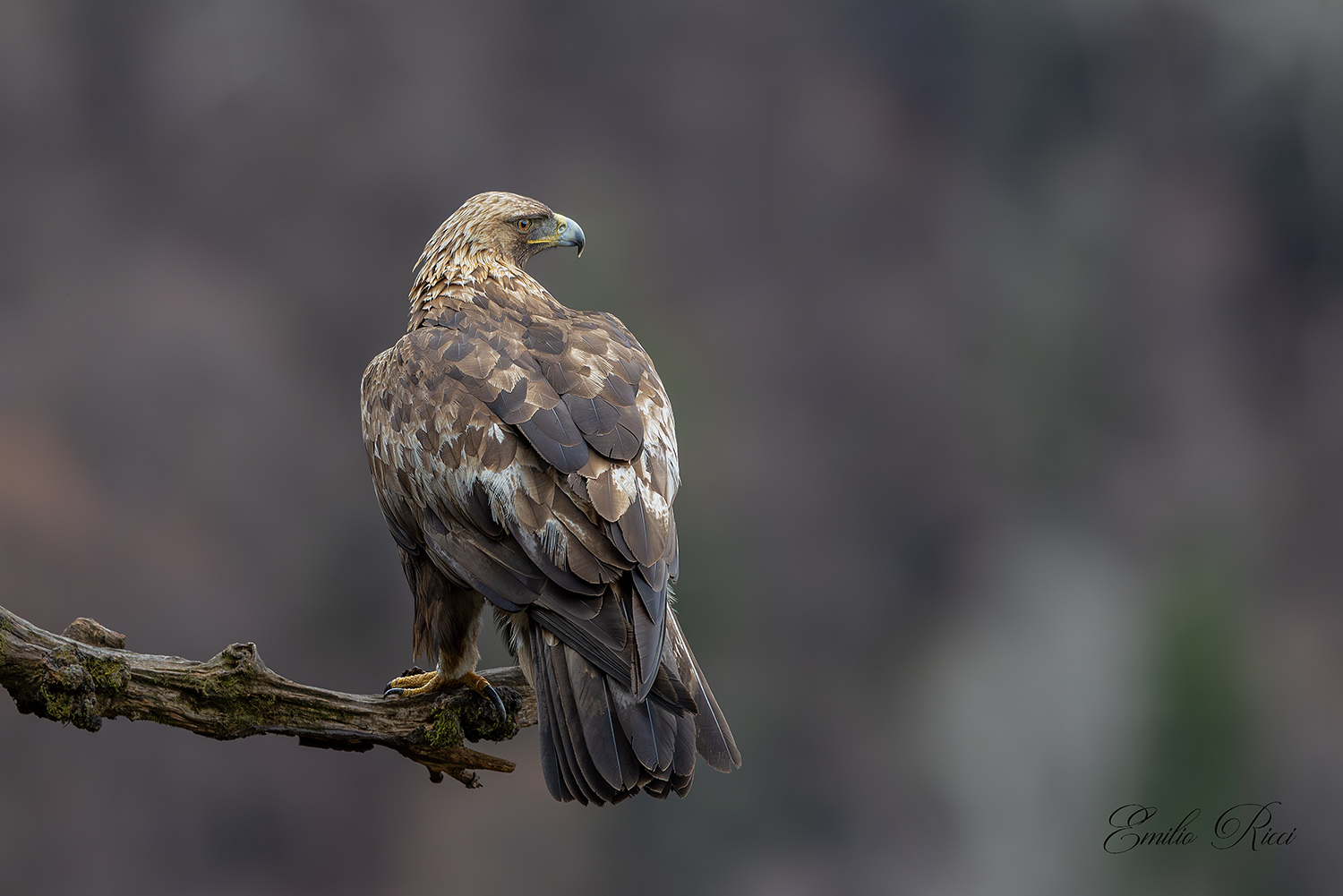 aquila reale Alpi Italiane