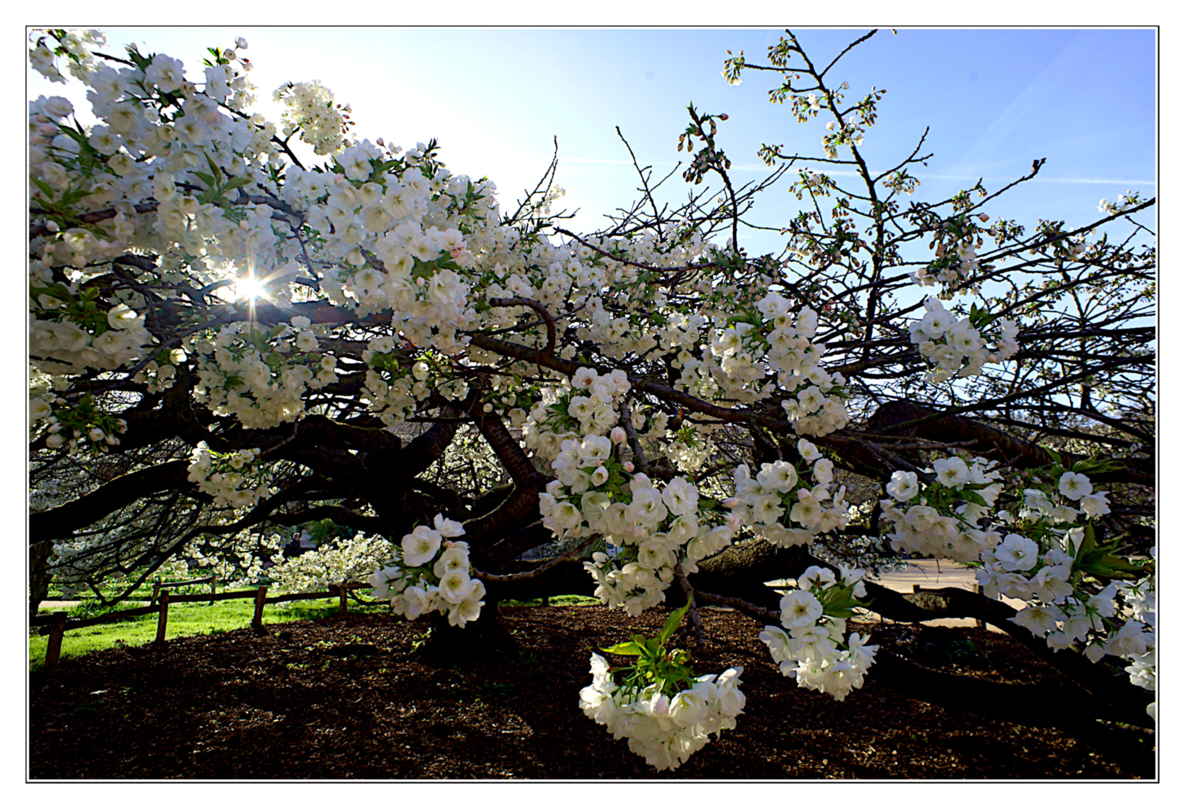 Japanese cherry