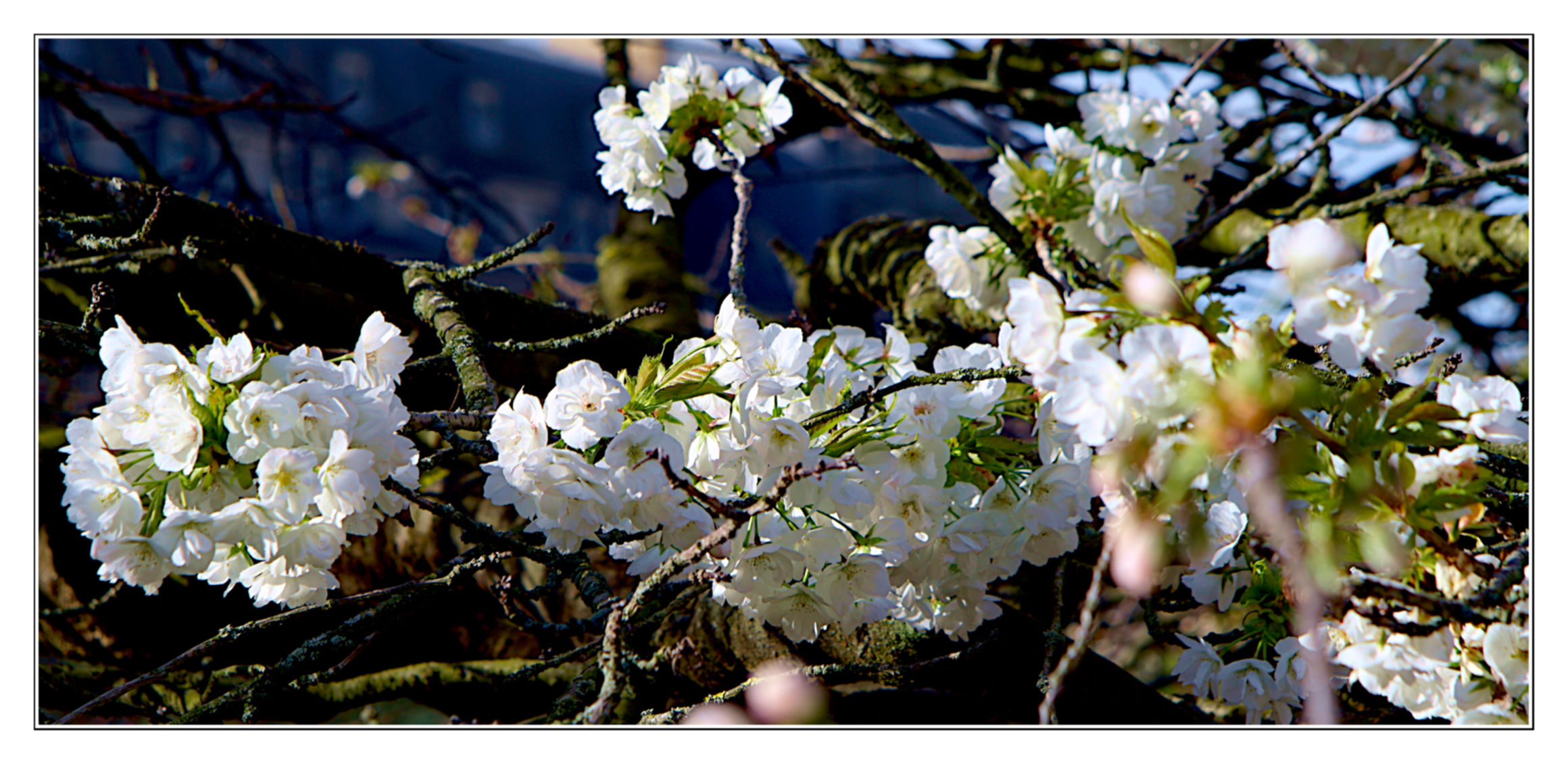 Japanese cherry