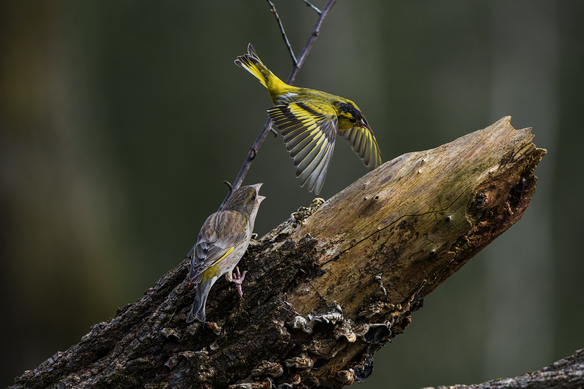 Lucherino + greenfinch