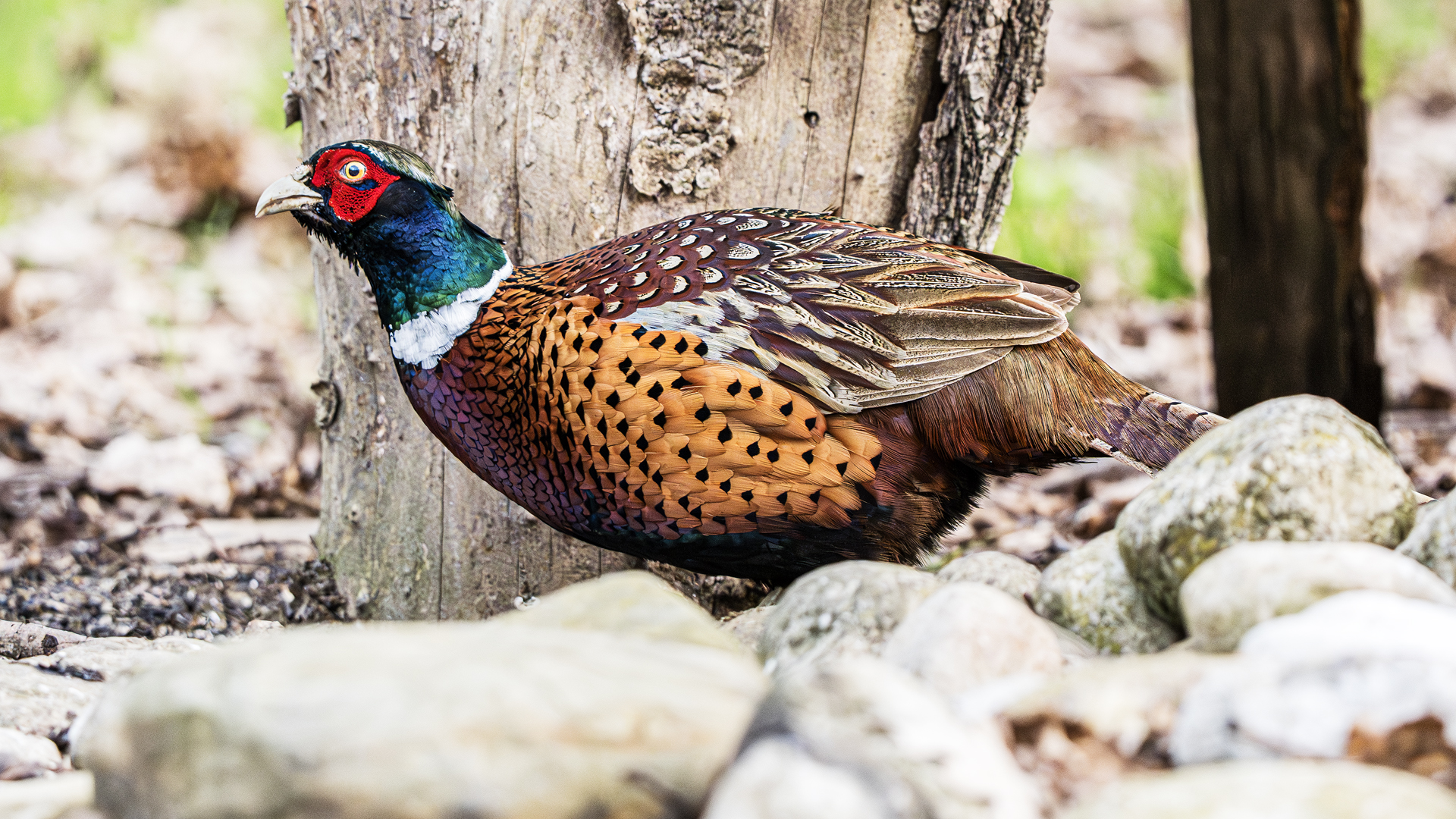 Pheasant
