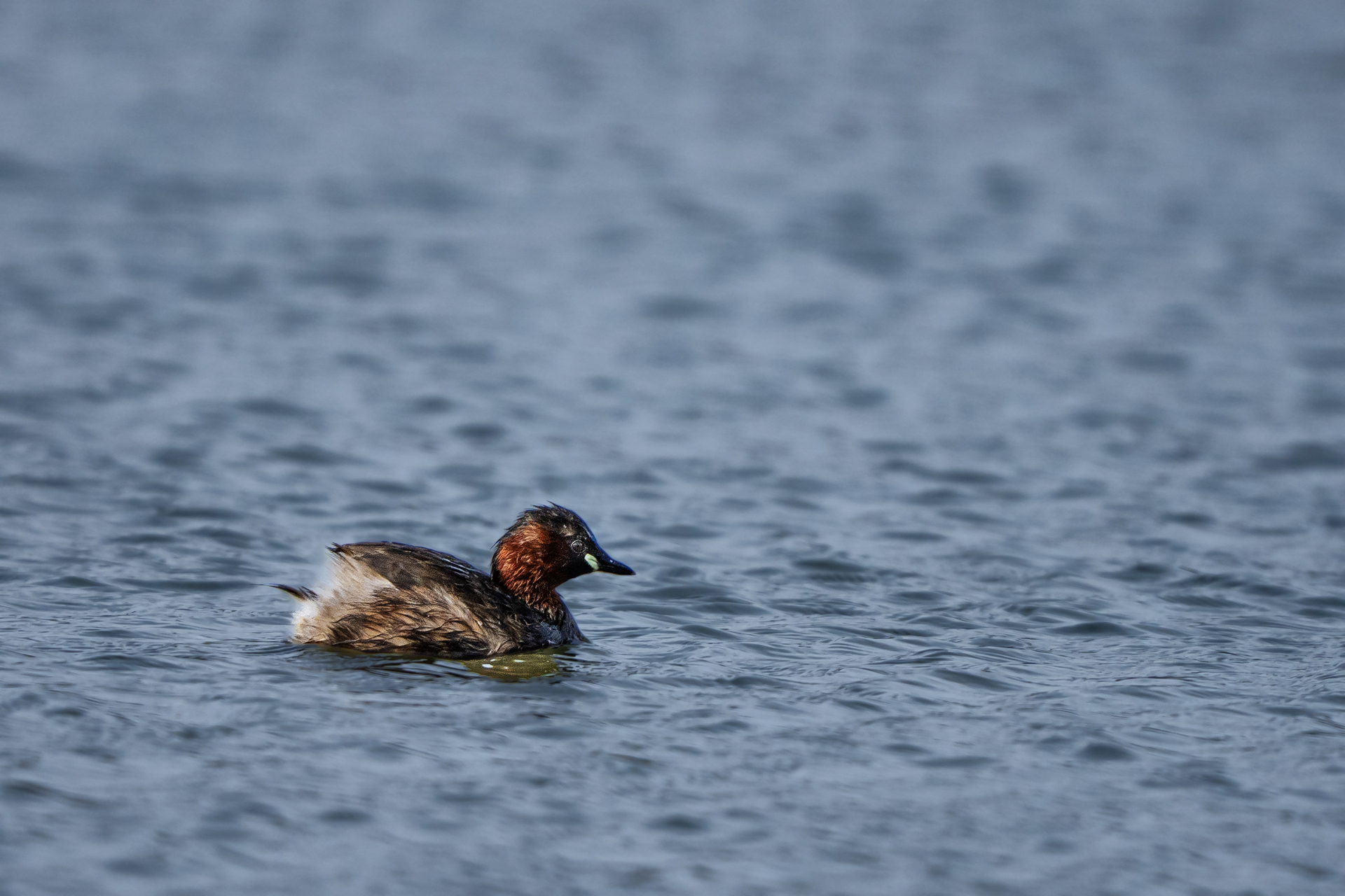 Little Grebe