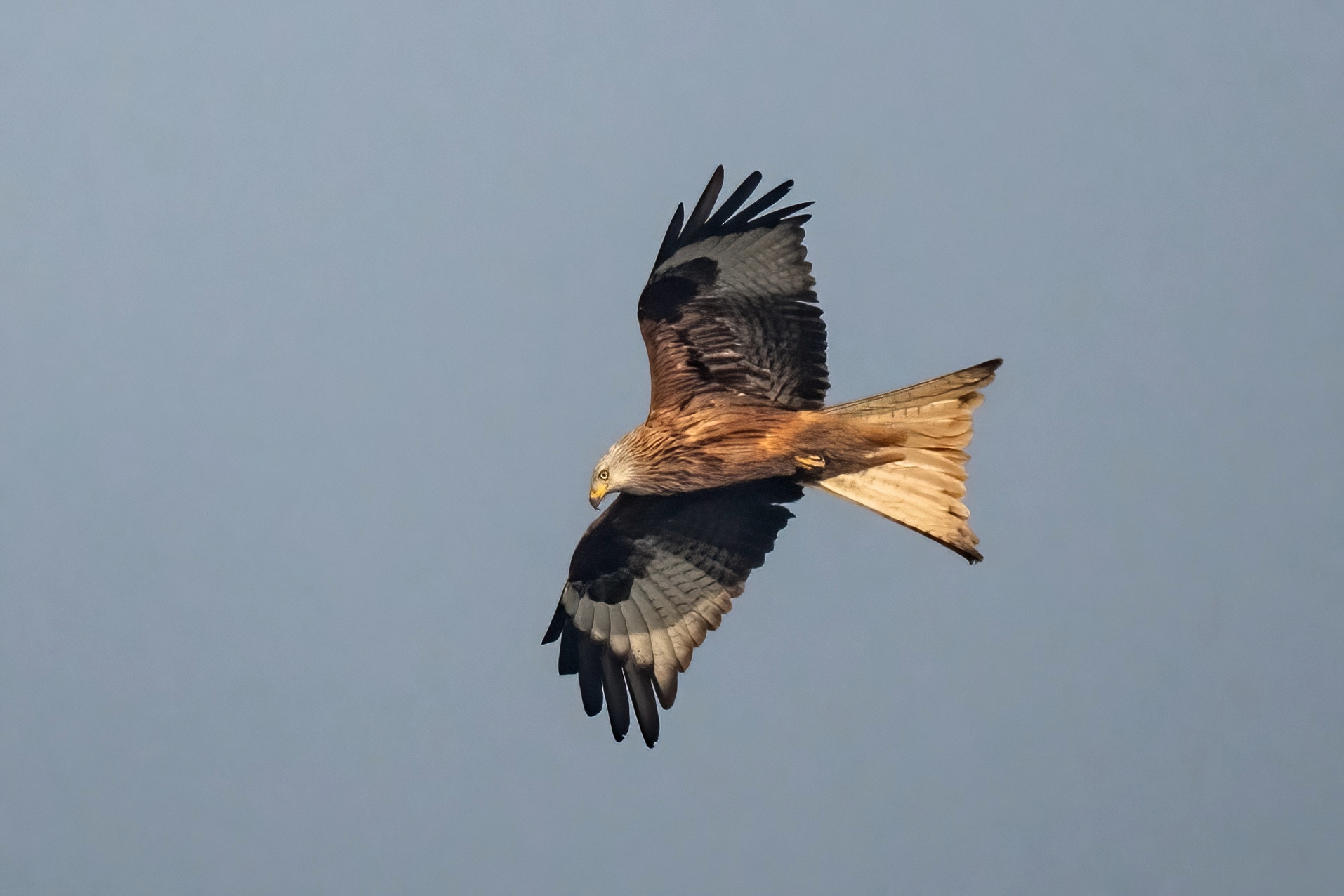 Nibbio reale (Milvus milvus)