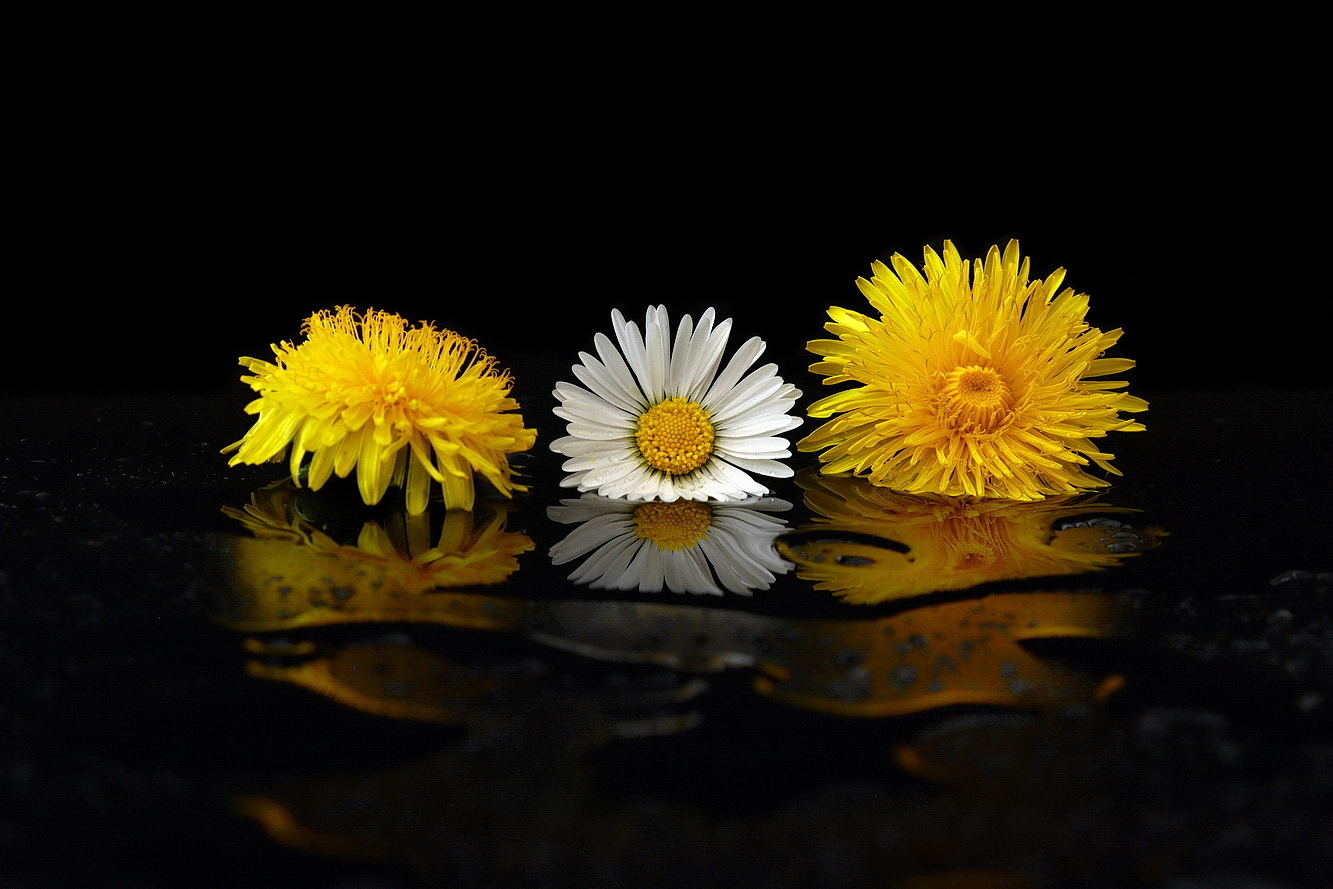 still life with a flowers