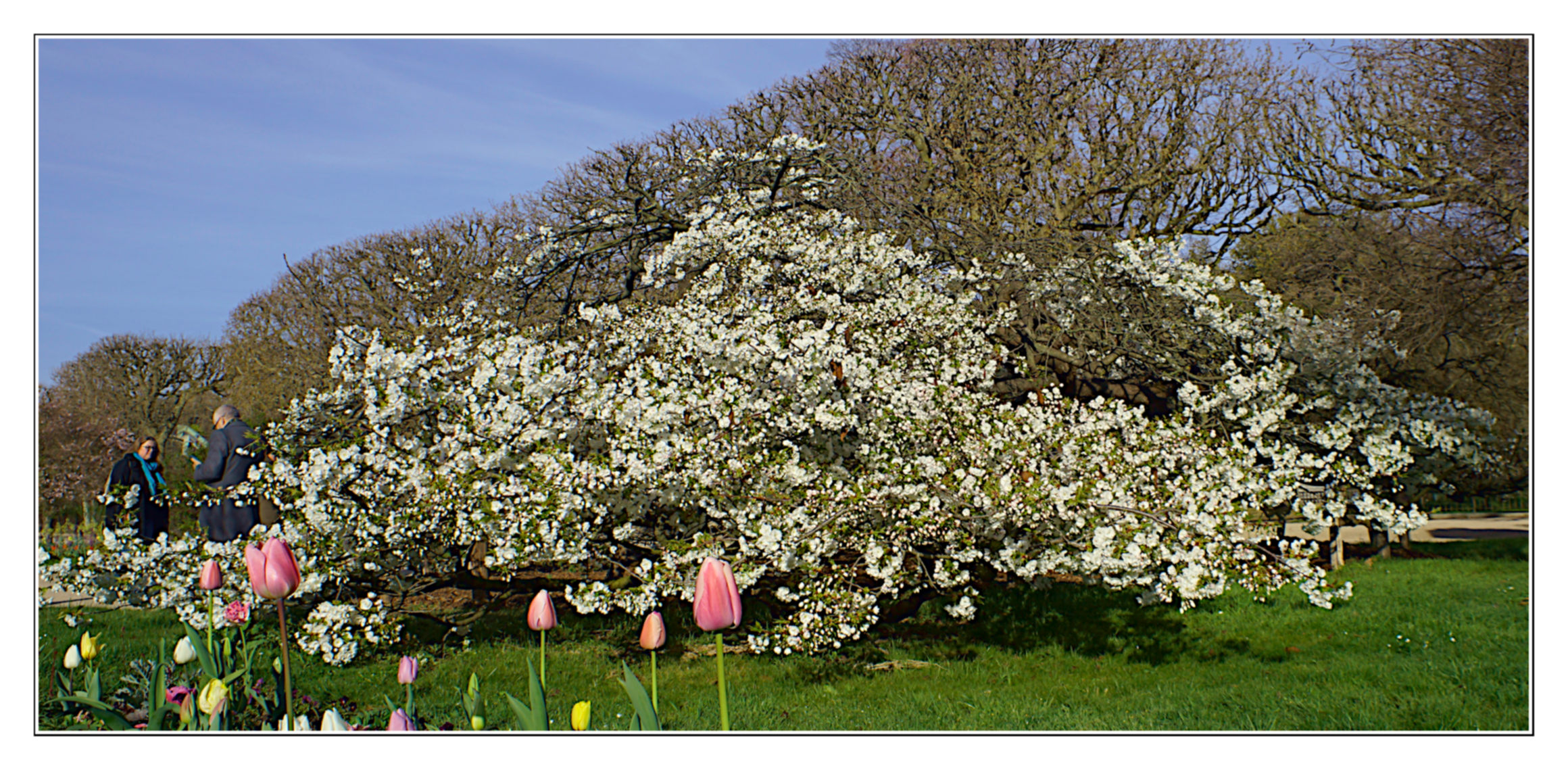 Japanese cherry