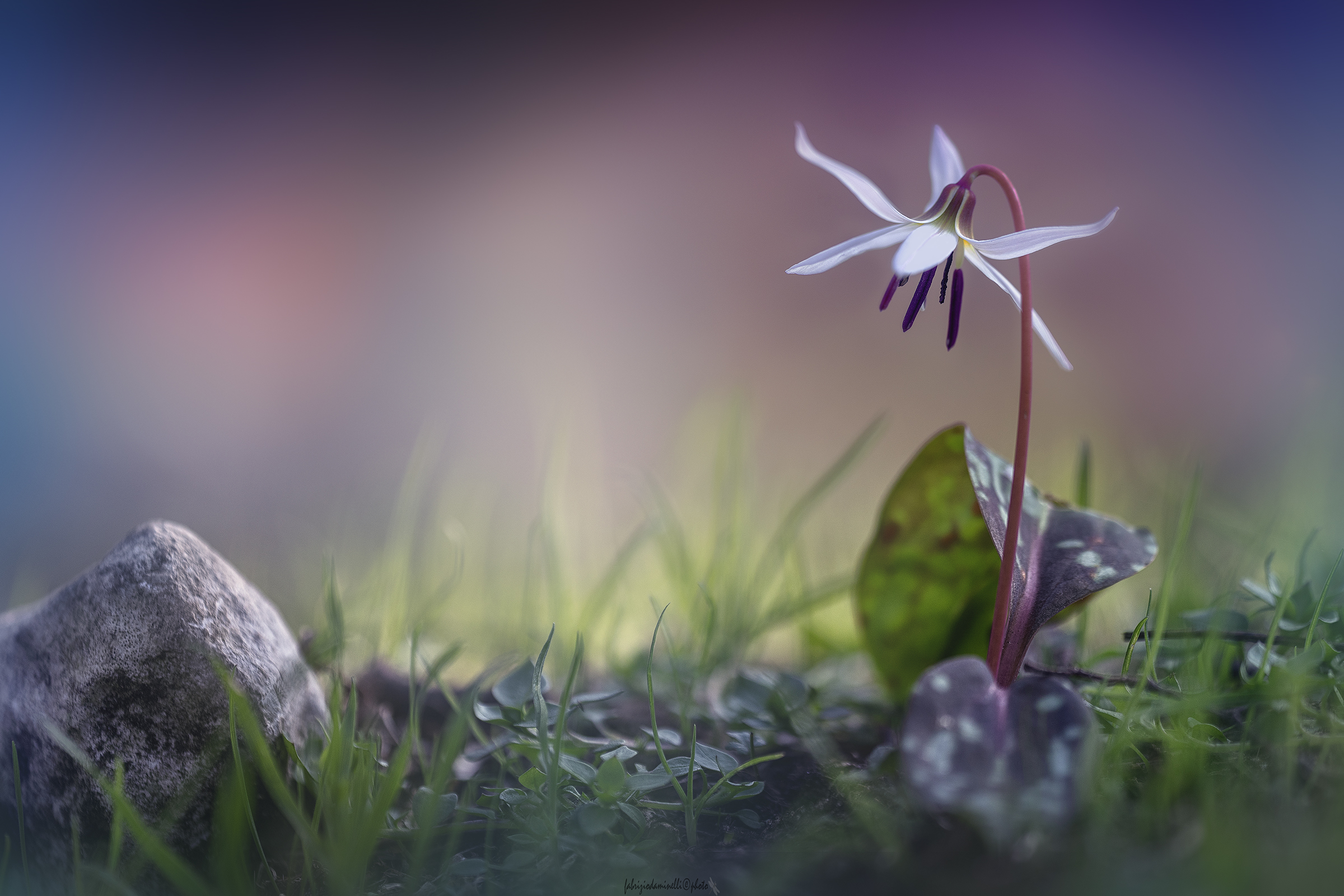 dogtooth violet