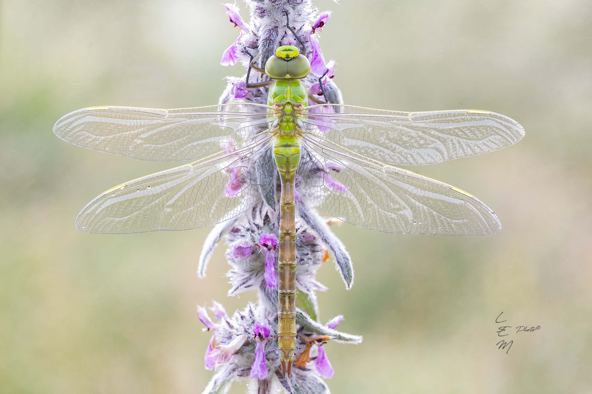 Anax imperator (Leach, 1815)