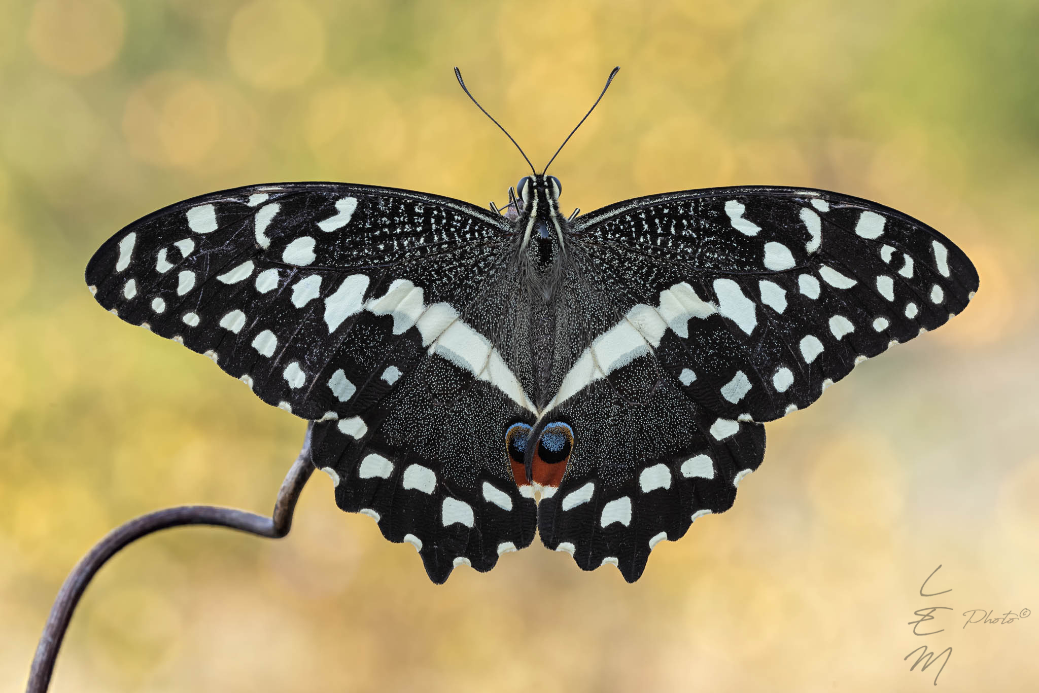 Papilio demodocus (Esper, 1798)