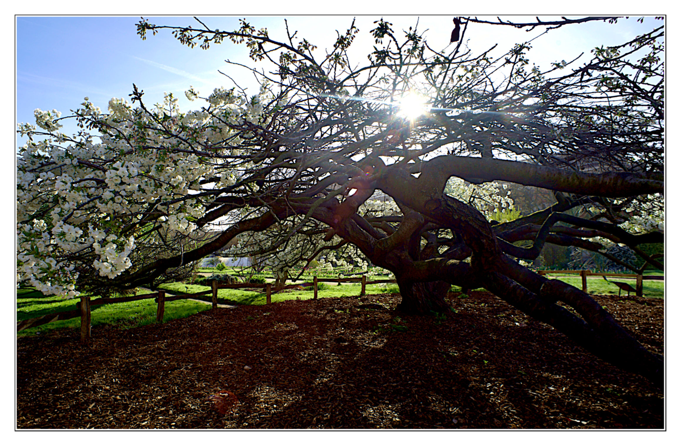 Japanese cherry
