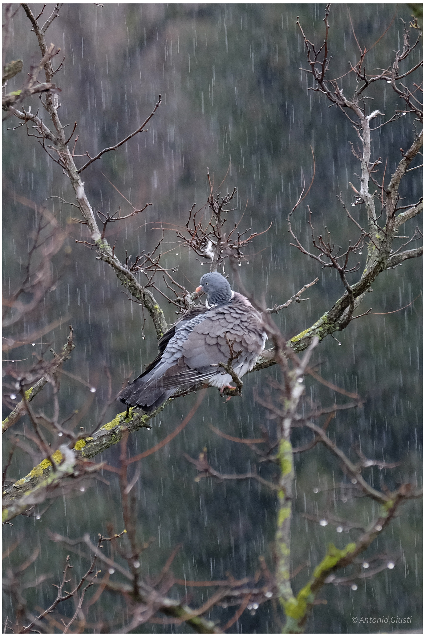 Colombaccio nella pioggia