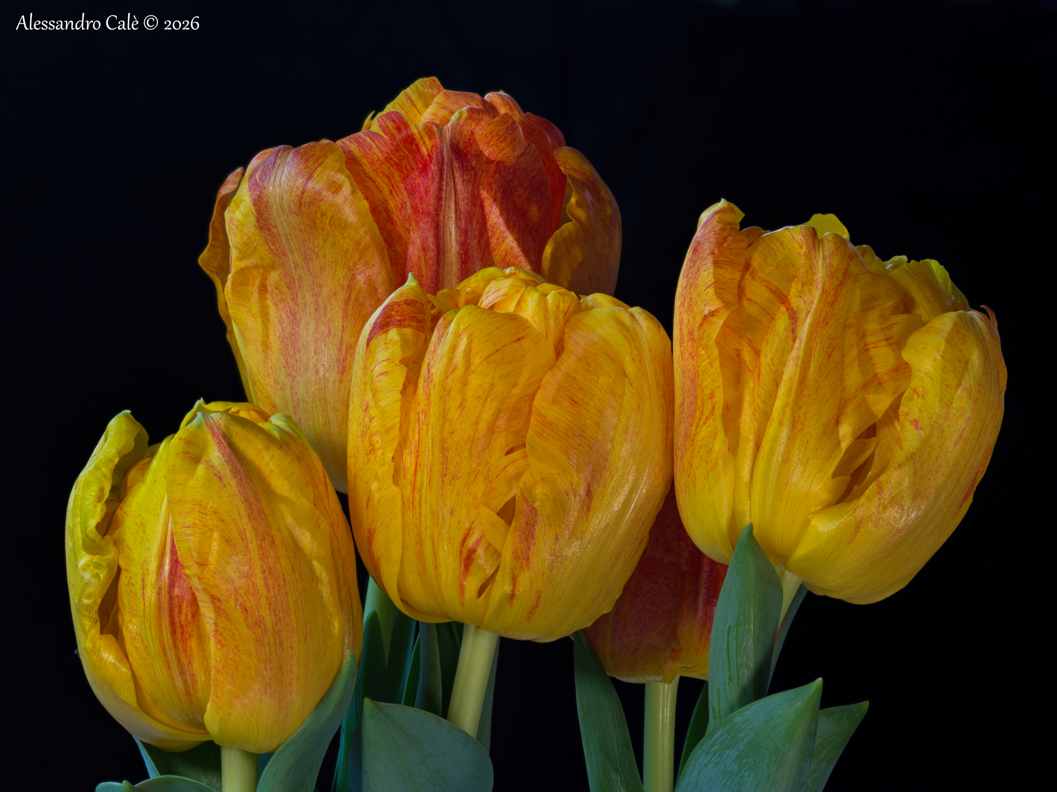 Tulips FS 9468_85