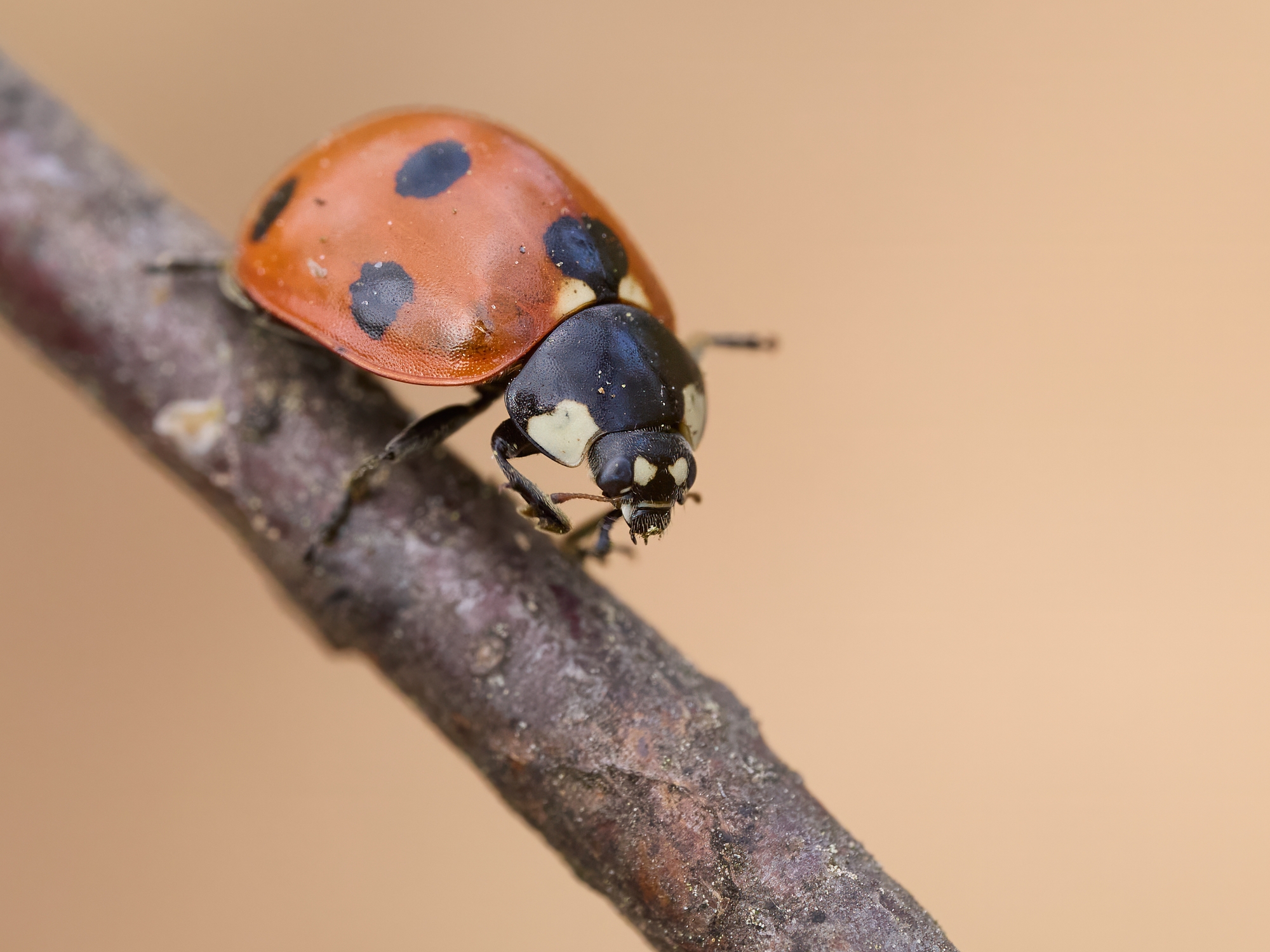 Coccinella septempunctata