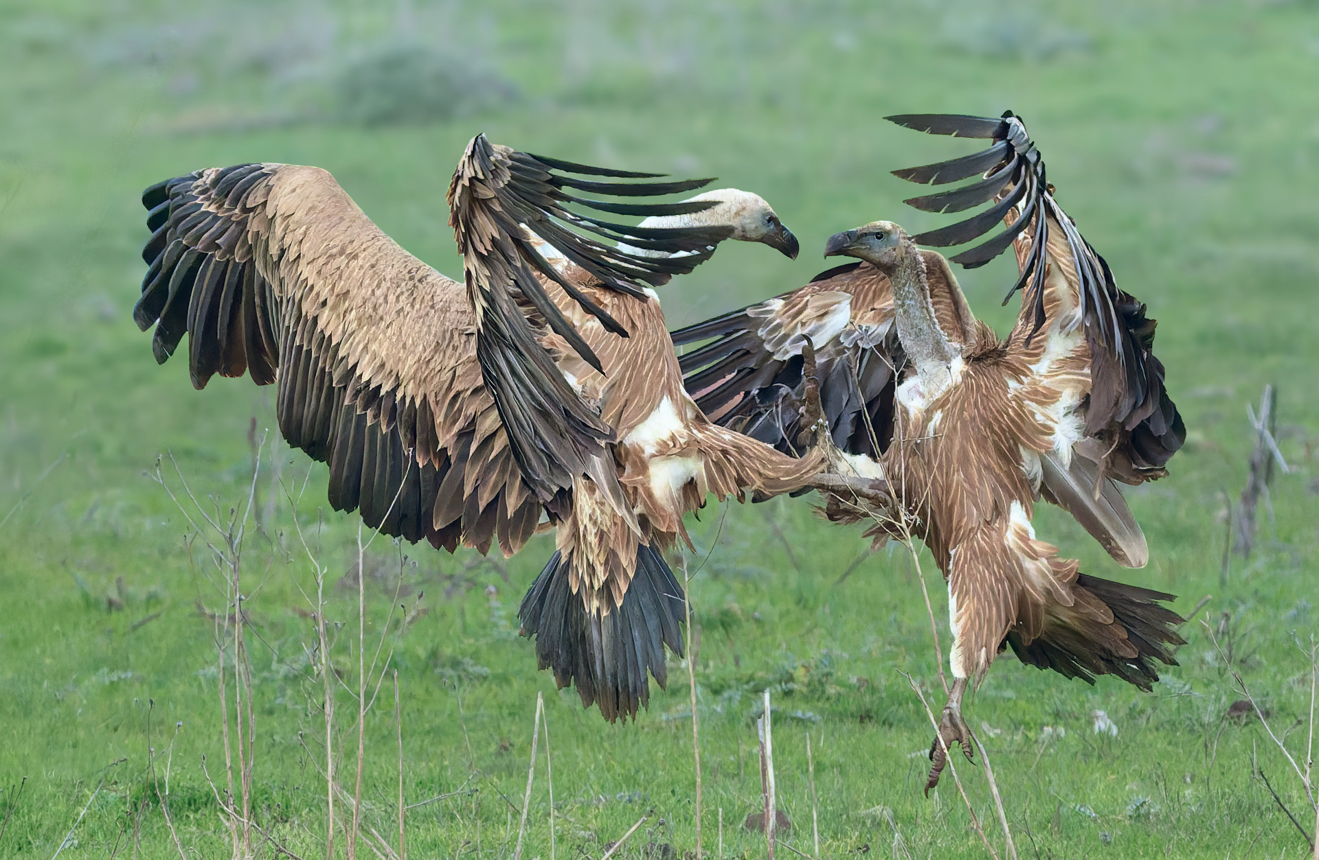 Griffins in battle 1